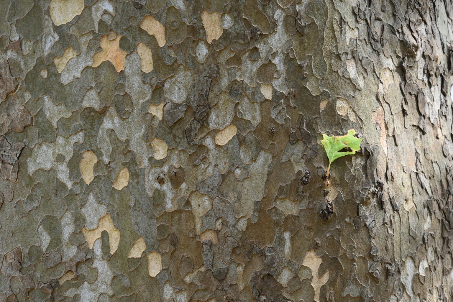 Unique patterns on the surface of a tree trunk with a green leaf attached