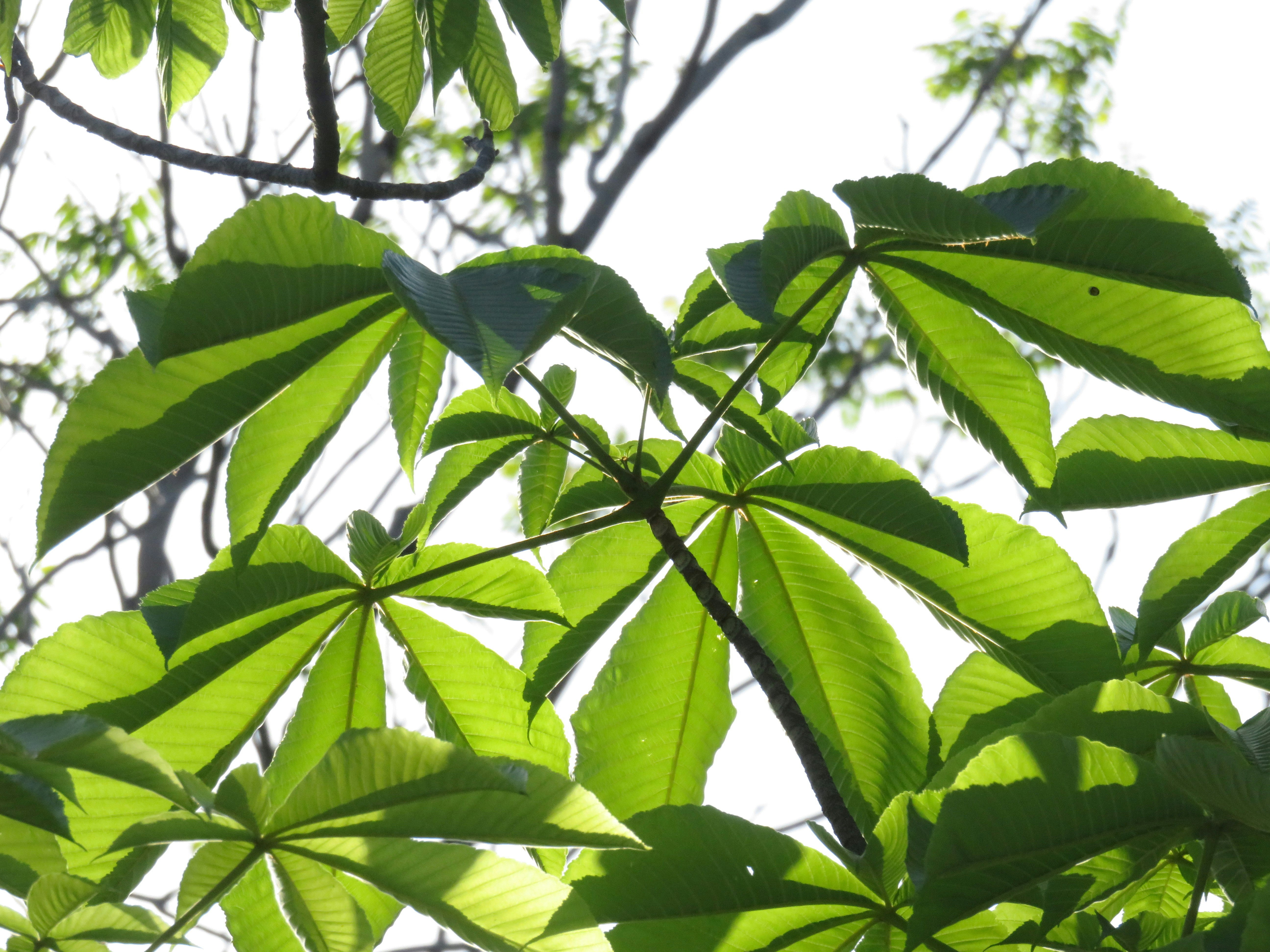 木の枝に茂る鮮やかな葉のクローズアップ