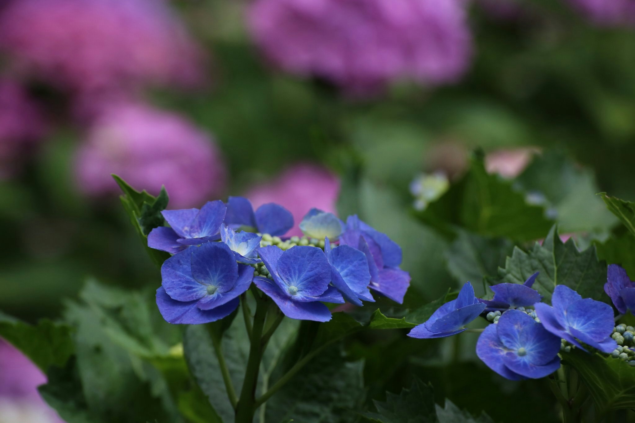 青い花が咲く花壇の浅い被写界深度の風景