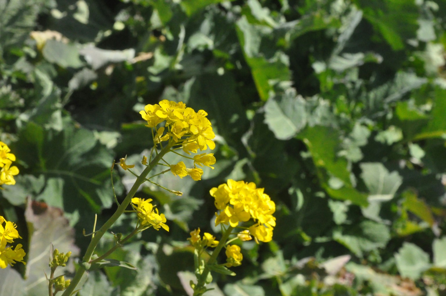 Close-up of yellow flowers on a plant with green leaves in the background