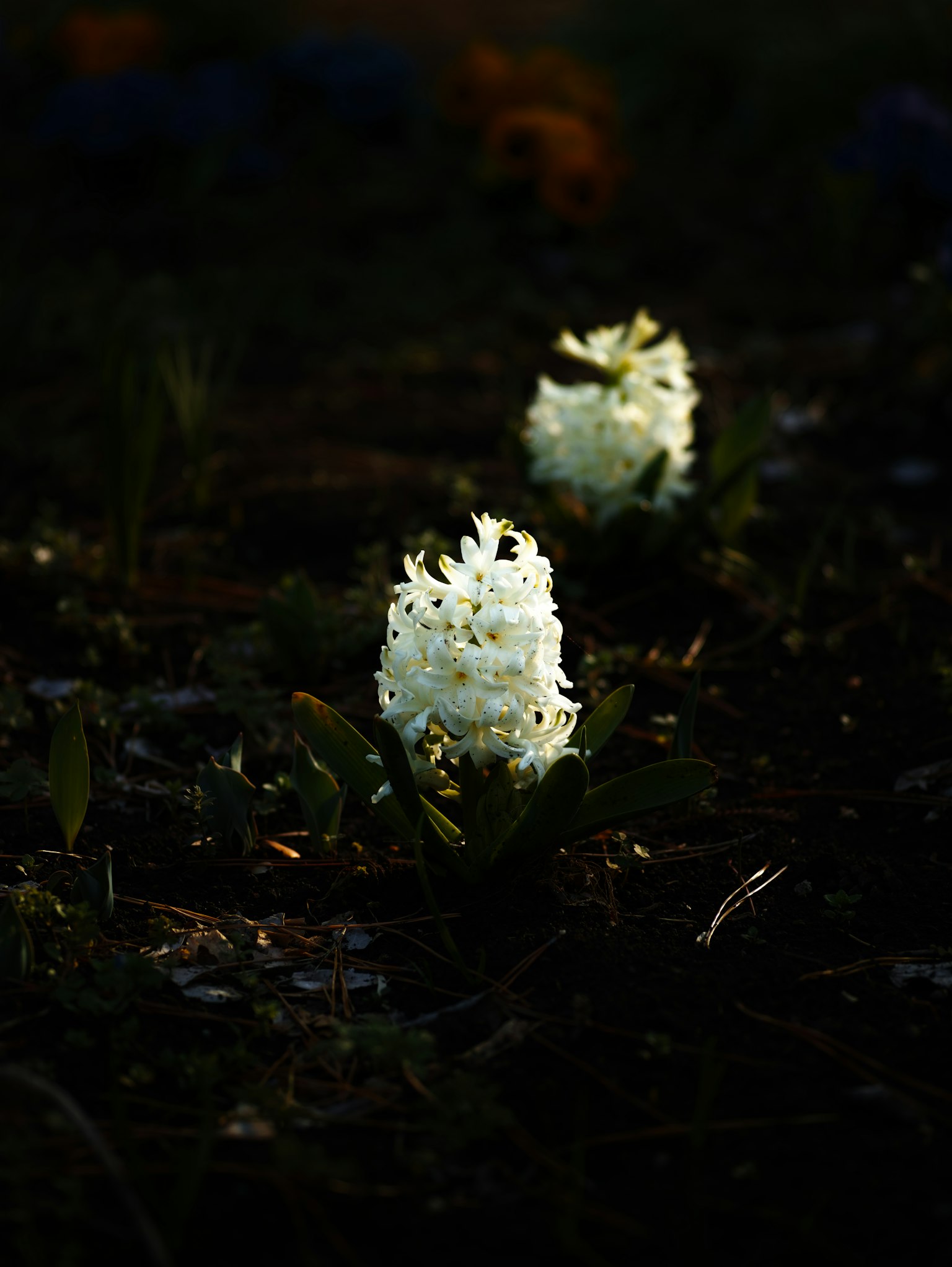 Eine ruhige Szene mit weißen Blumen, die vor einem dunklen Hintergrund leuchten