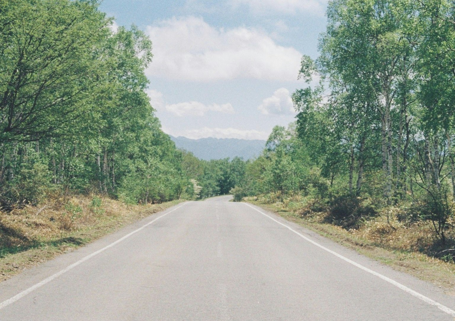 Vista escénica de una carretera tranquila rodeada de árboles verdes