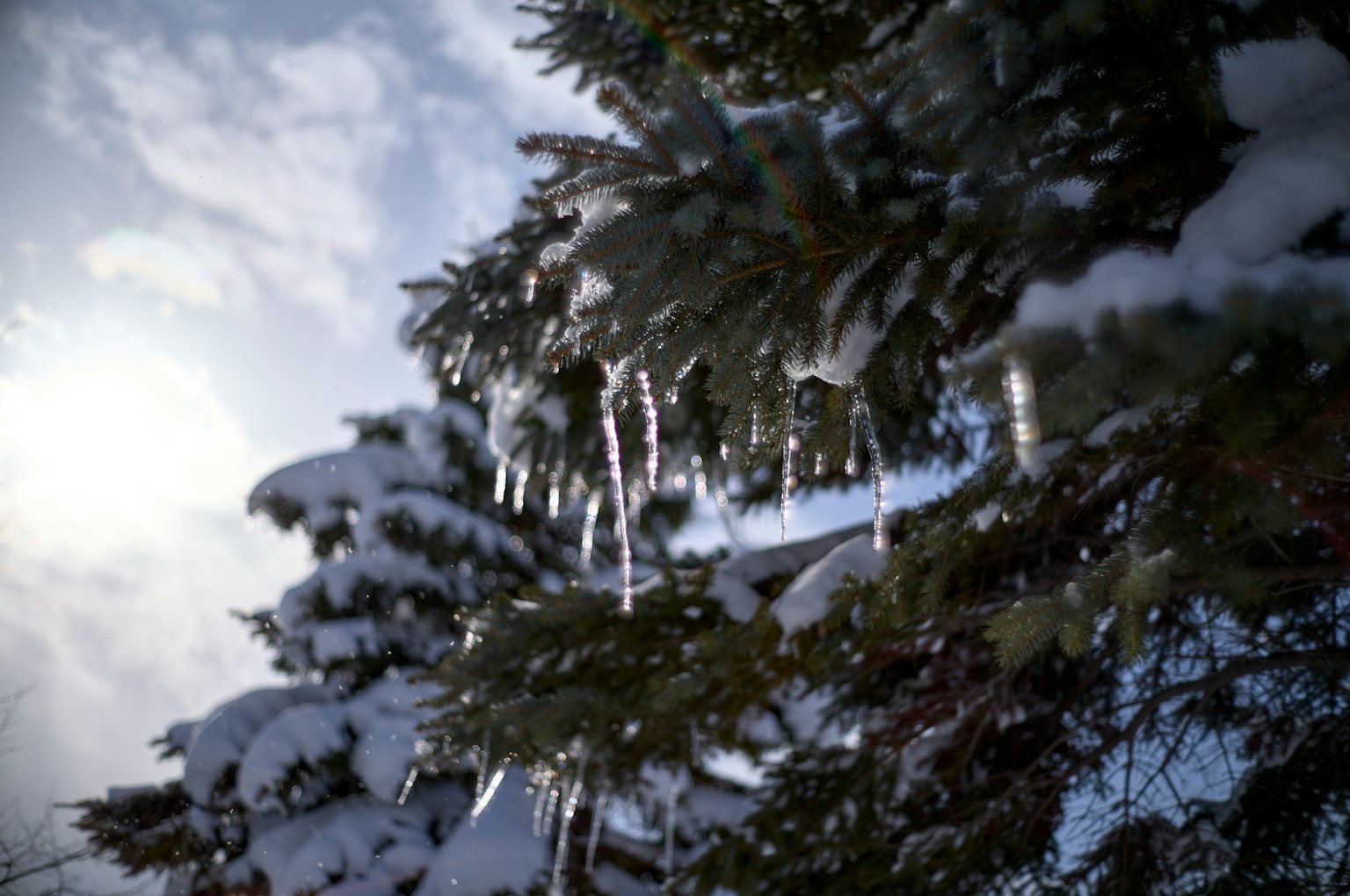 Albero coperto di neve con ghiaccioli e cielo nuvoloso