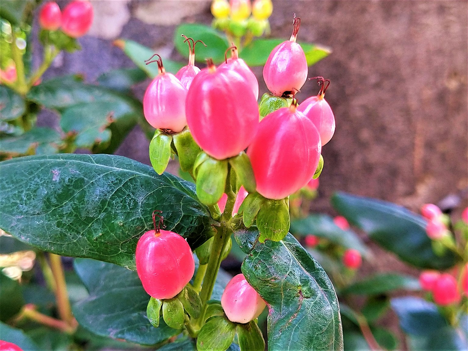 Gros plan sur une plante avec des fruits roses vibrants