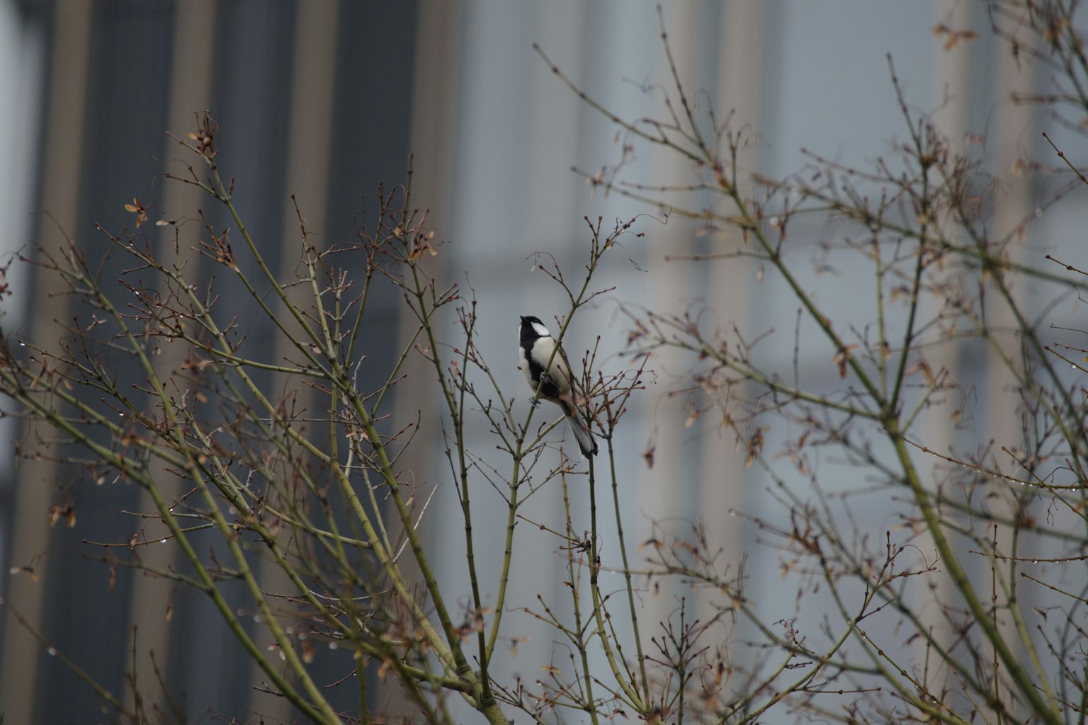 Pájaro blanco y negro posado en ramas con un edificio de fondo