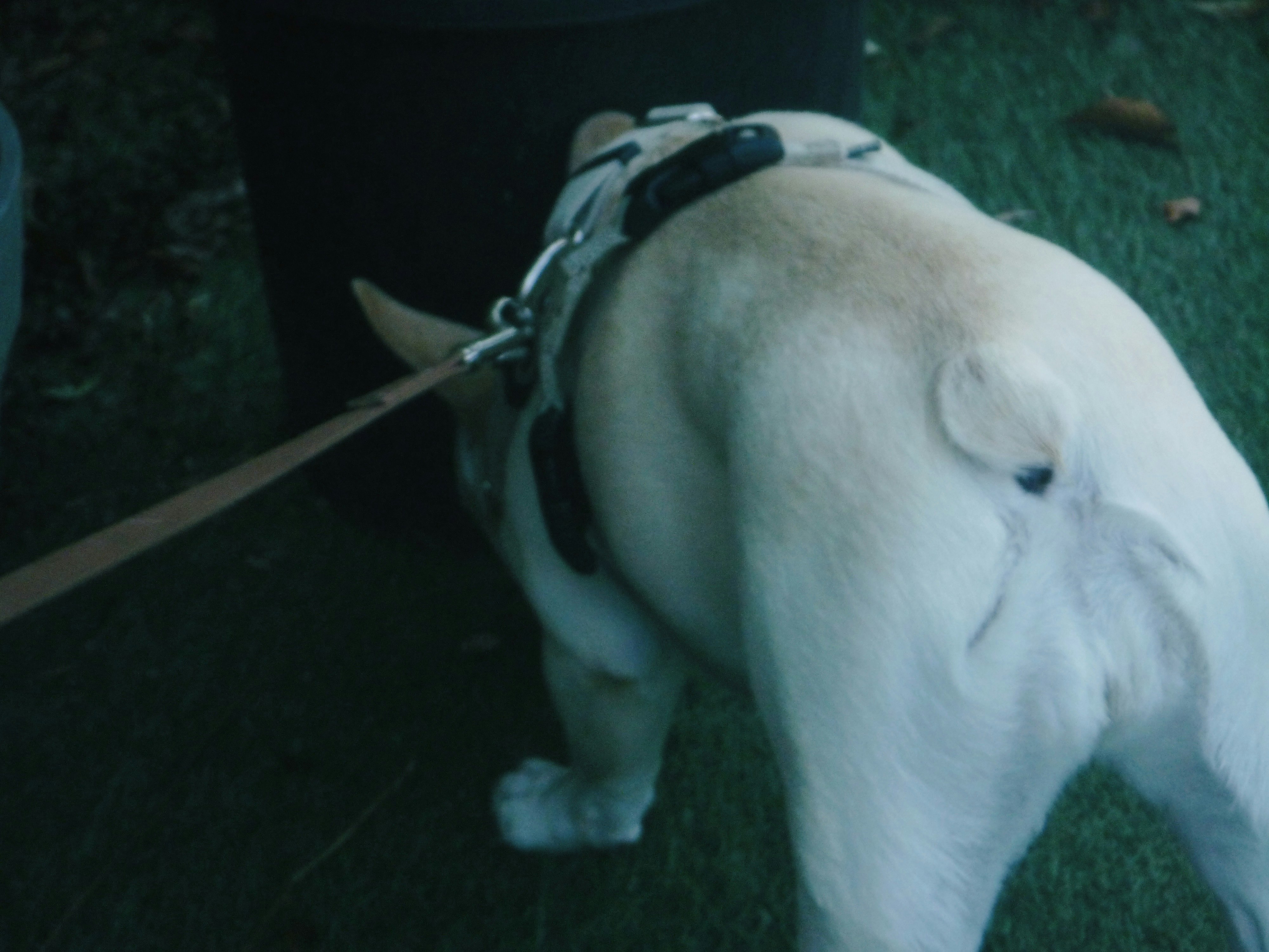 首輪をした白い犬が草地で横向きに歩く