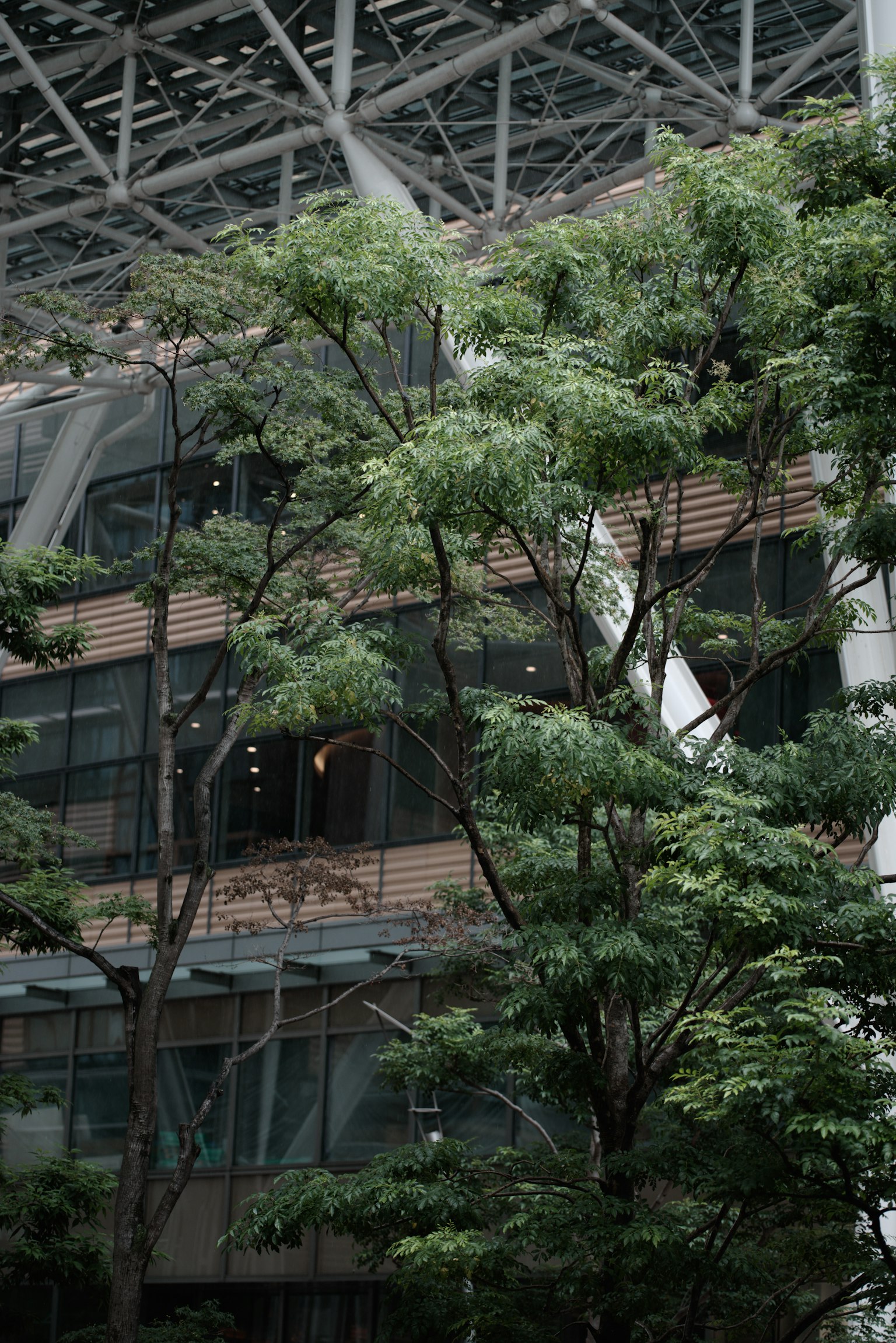 城市景观中茂盛的绿色树木和现代建筑外观