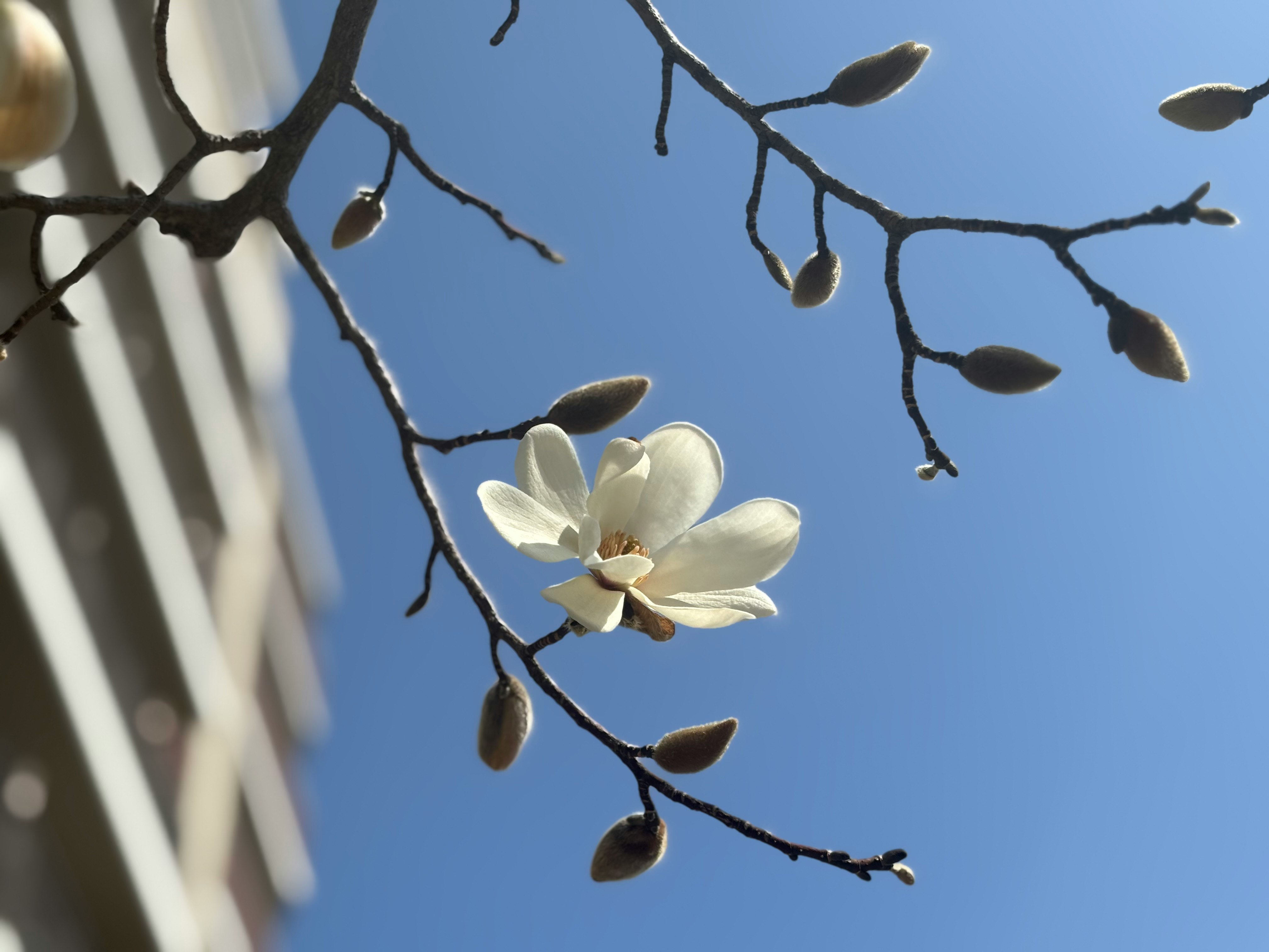 青空に咲くコブシの白い花