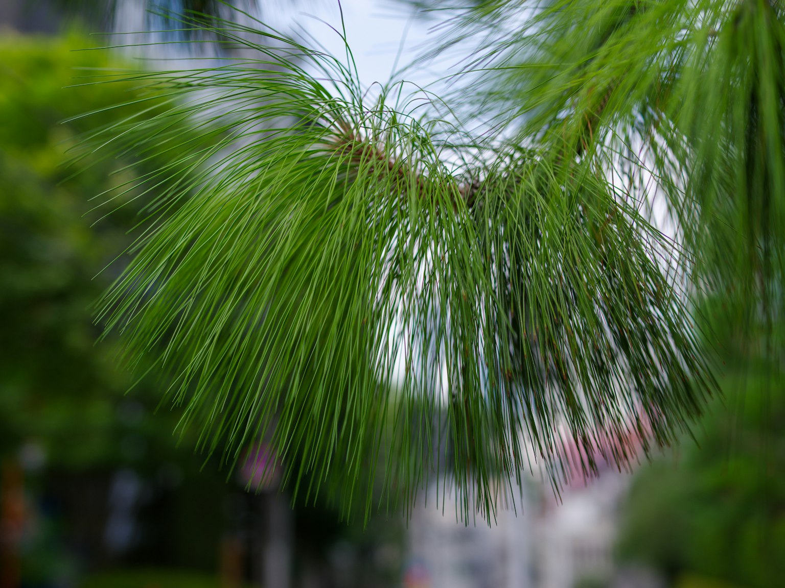 Gambar menunjukkan jarum pinus hijau yang bergoyang di angin