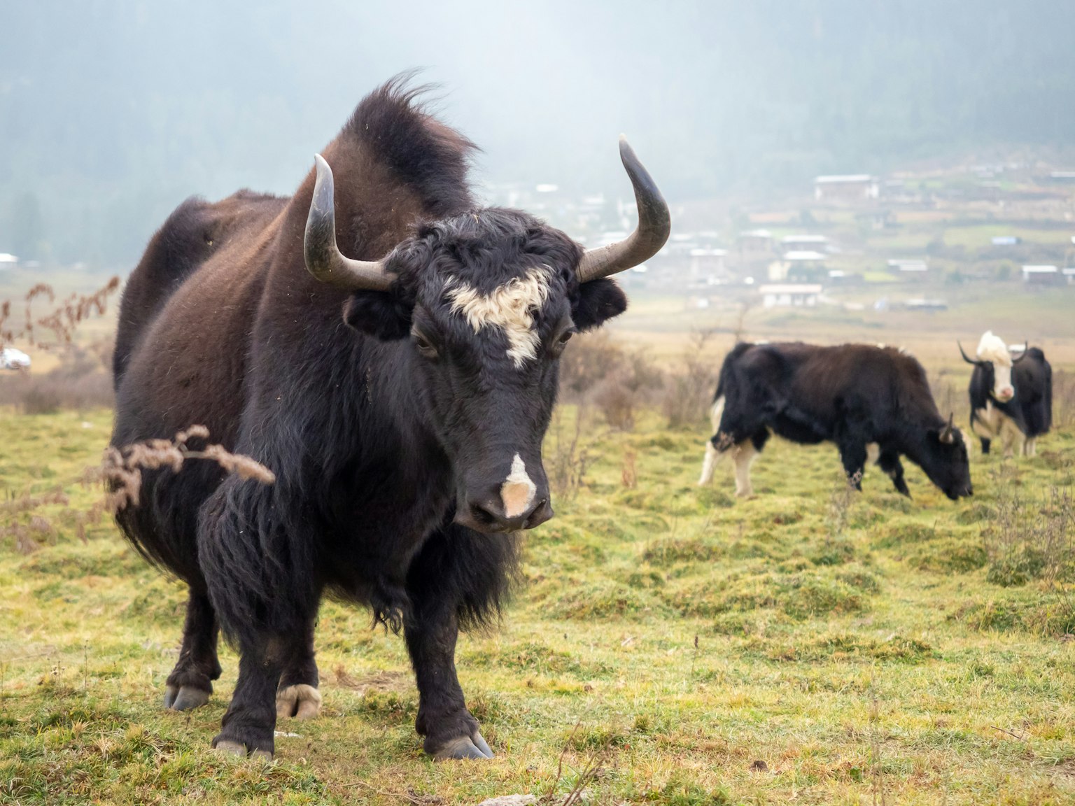A herd of yaks grazing on a meadow with one yak in the foreground