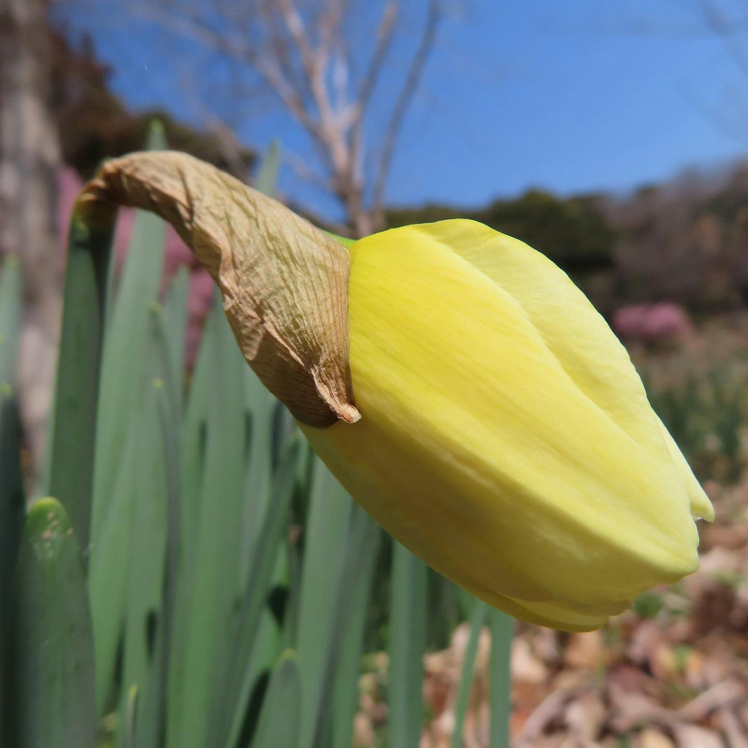 Un capullo de flor amarilla rodeado de hojas verdes en un hermoso paisaje