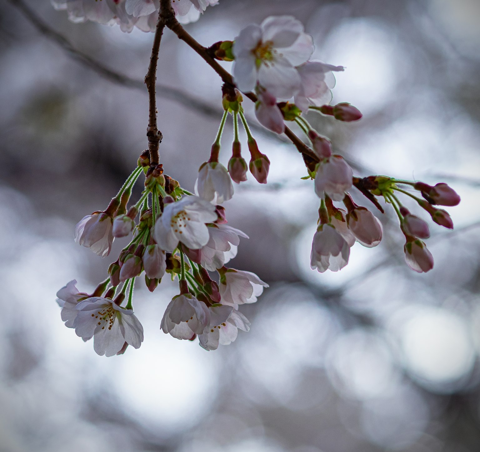 Nahaufnahme von Kirschblüten und Knospen an einem Zweig mit verschwommenem grauen Hintergrund