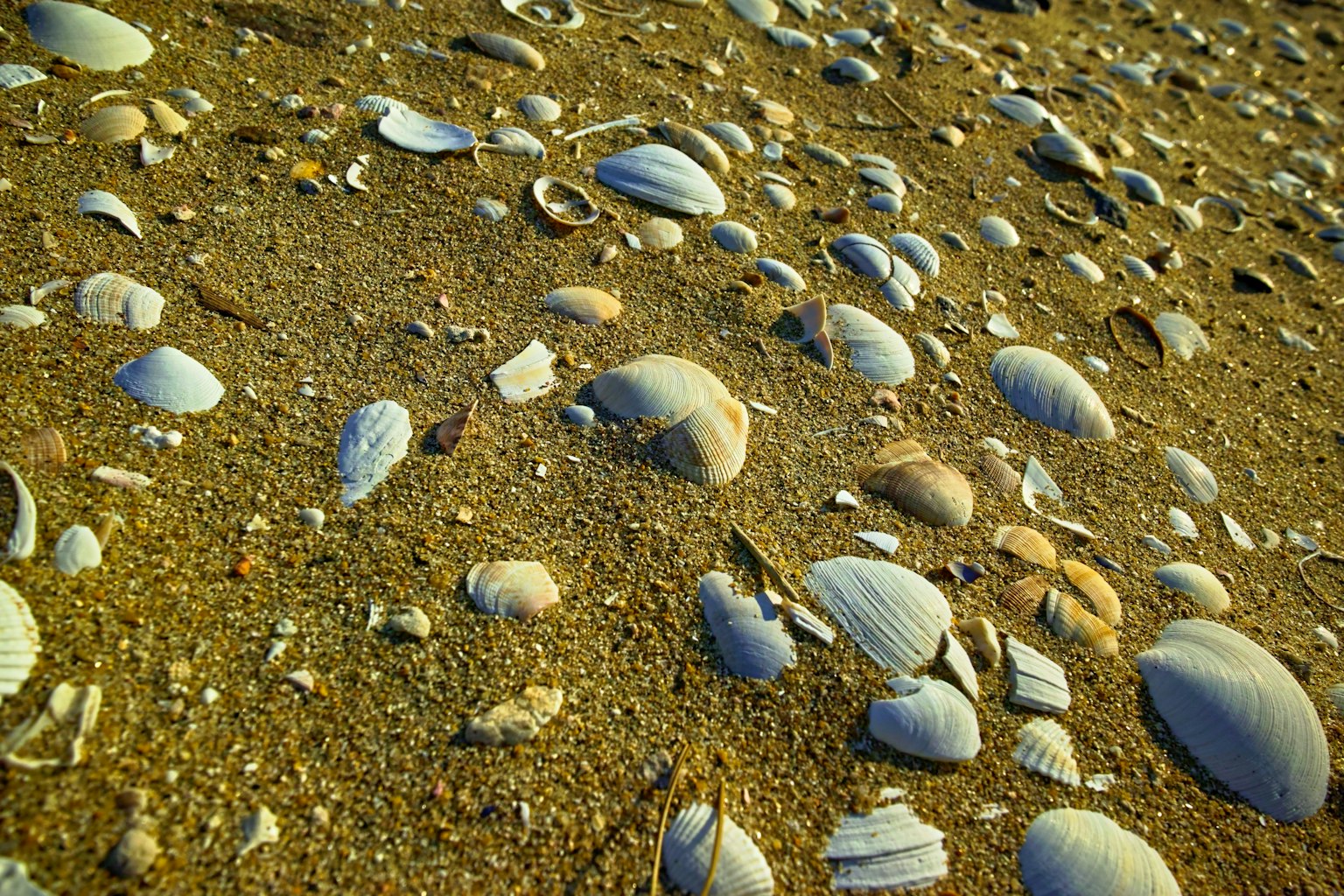Close-up of various seashells scattered on the sandy beach