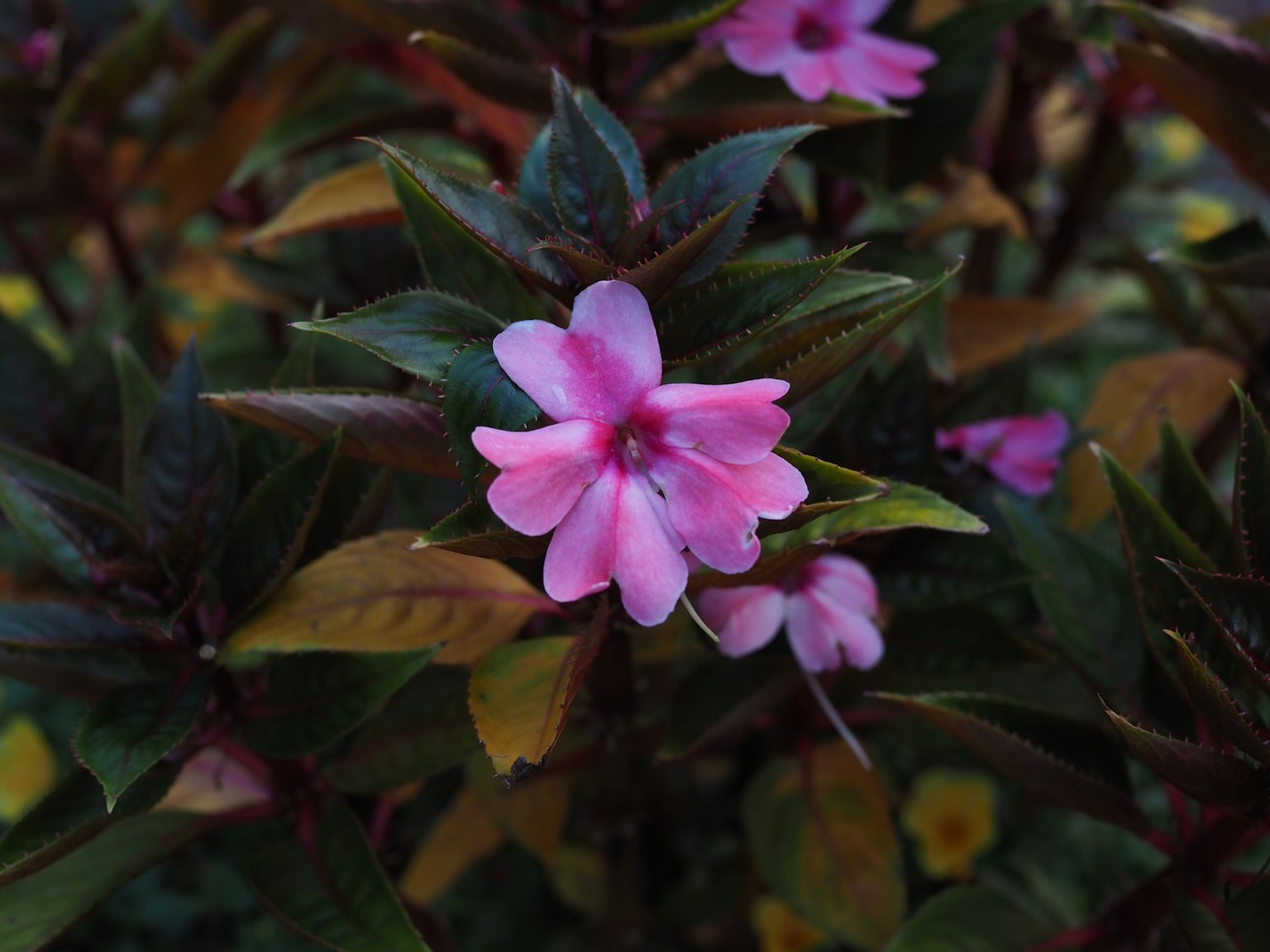 Lebendige rosa Blume umgeben von grünen Blättern