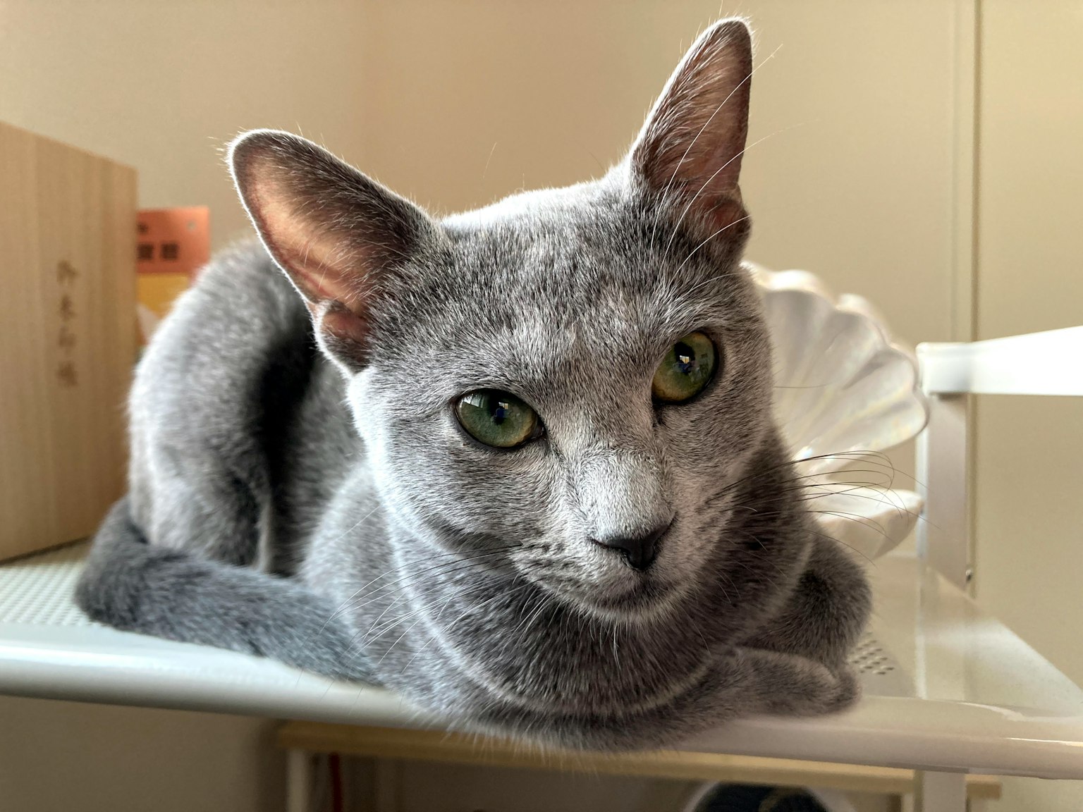 A relaxed gray cat with striking green eyes