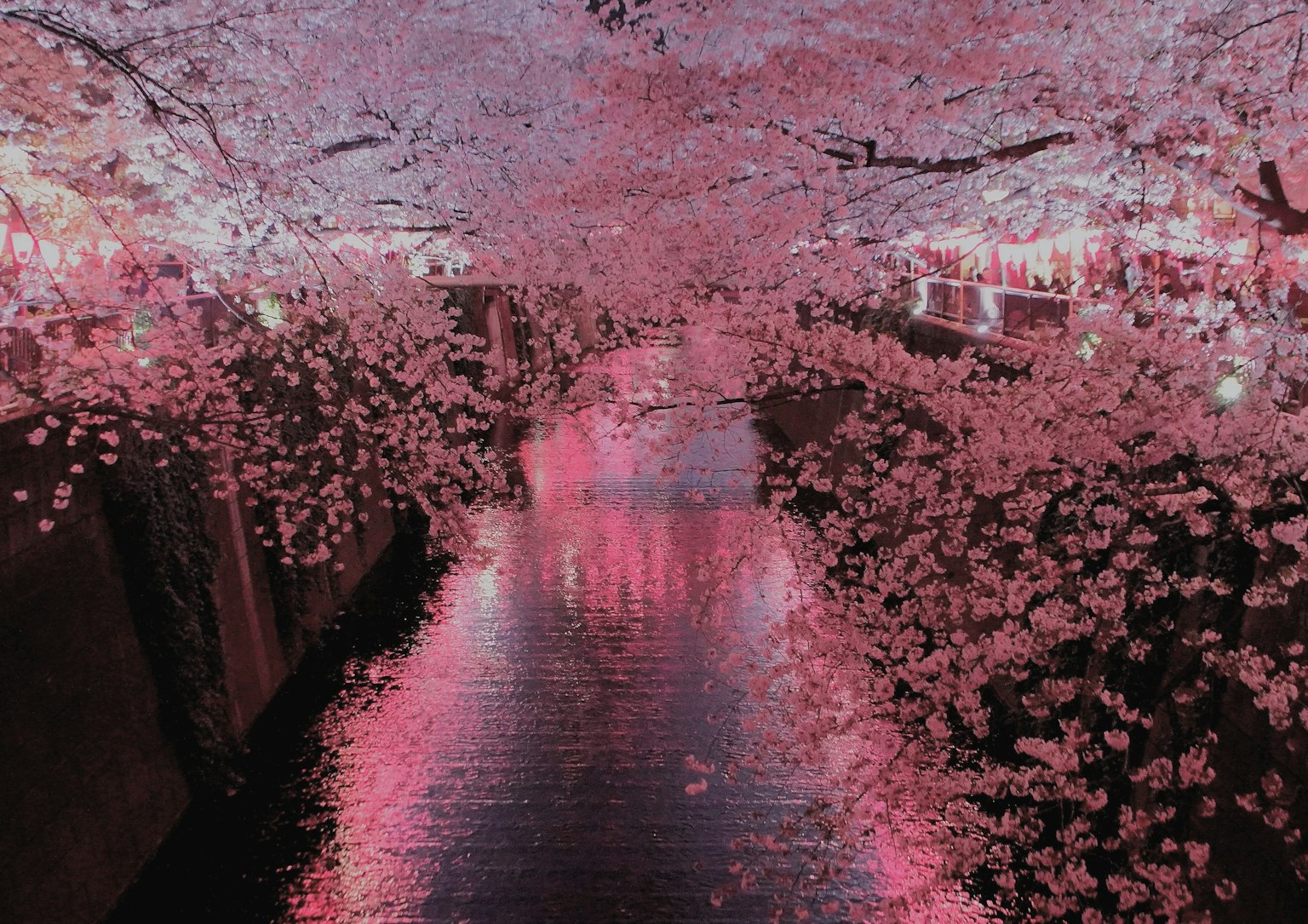Vue pittoresque d'arbres en fleurs de cerisier au-dessus d'une rivière reflétant des fleurs roses