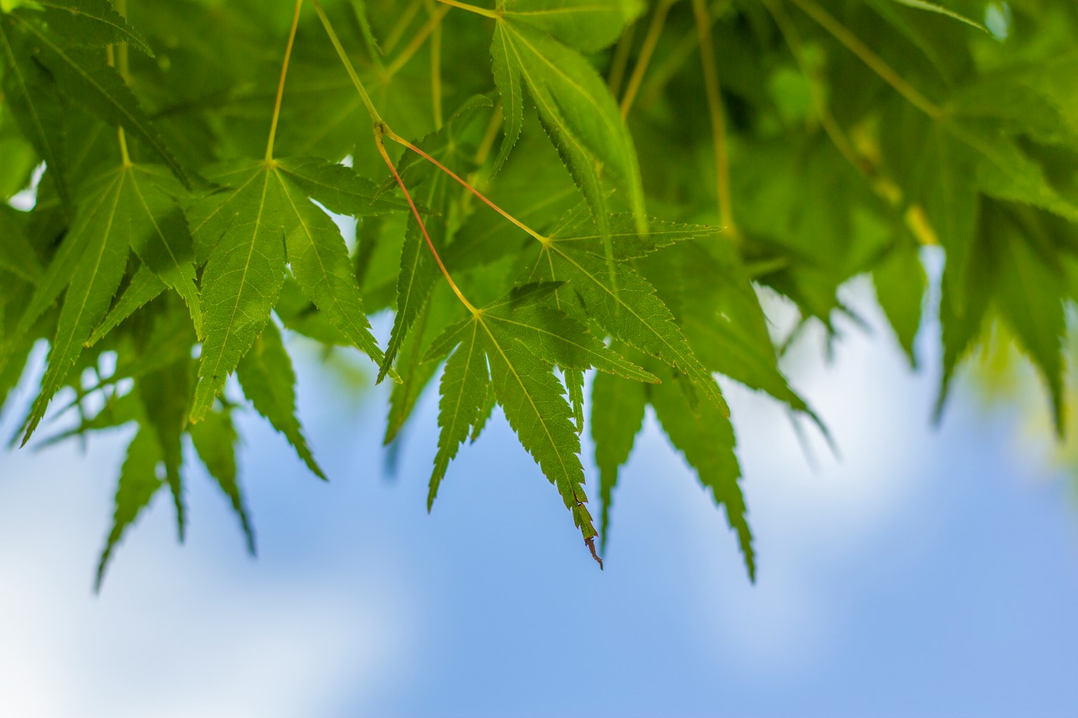 Feuilles vertes vibrantes sous un ciel bleu