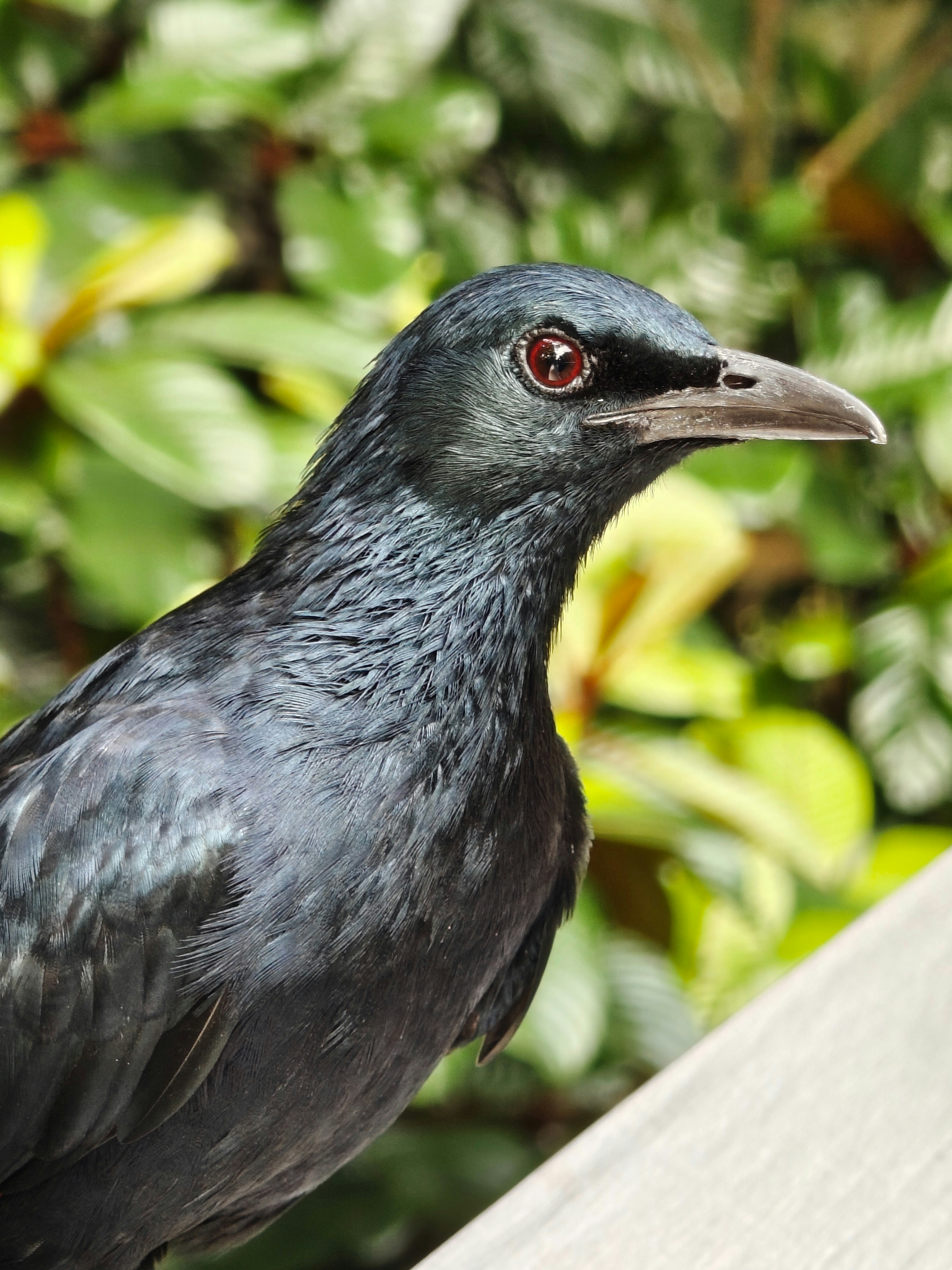 鳥の楽園での黒い鳥のアップ