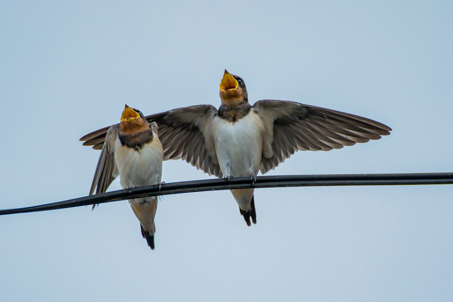 Deux oiseaux perchés sur un fil, les ailes déployées, chantant