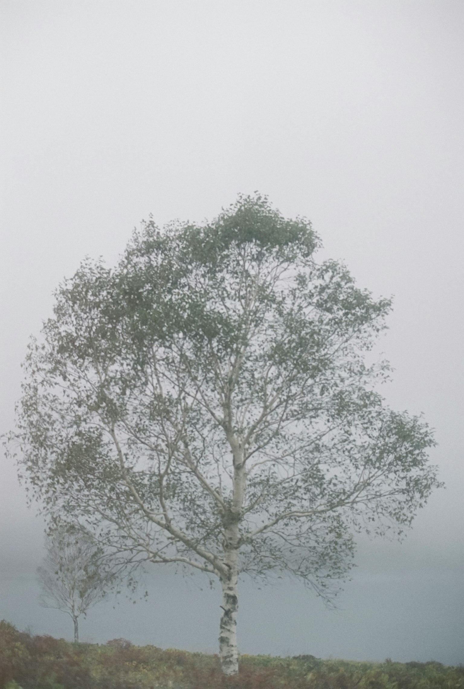 Siluet pohon birch dalam kabut