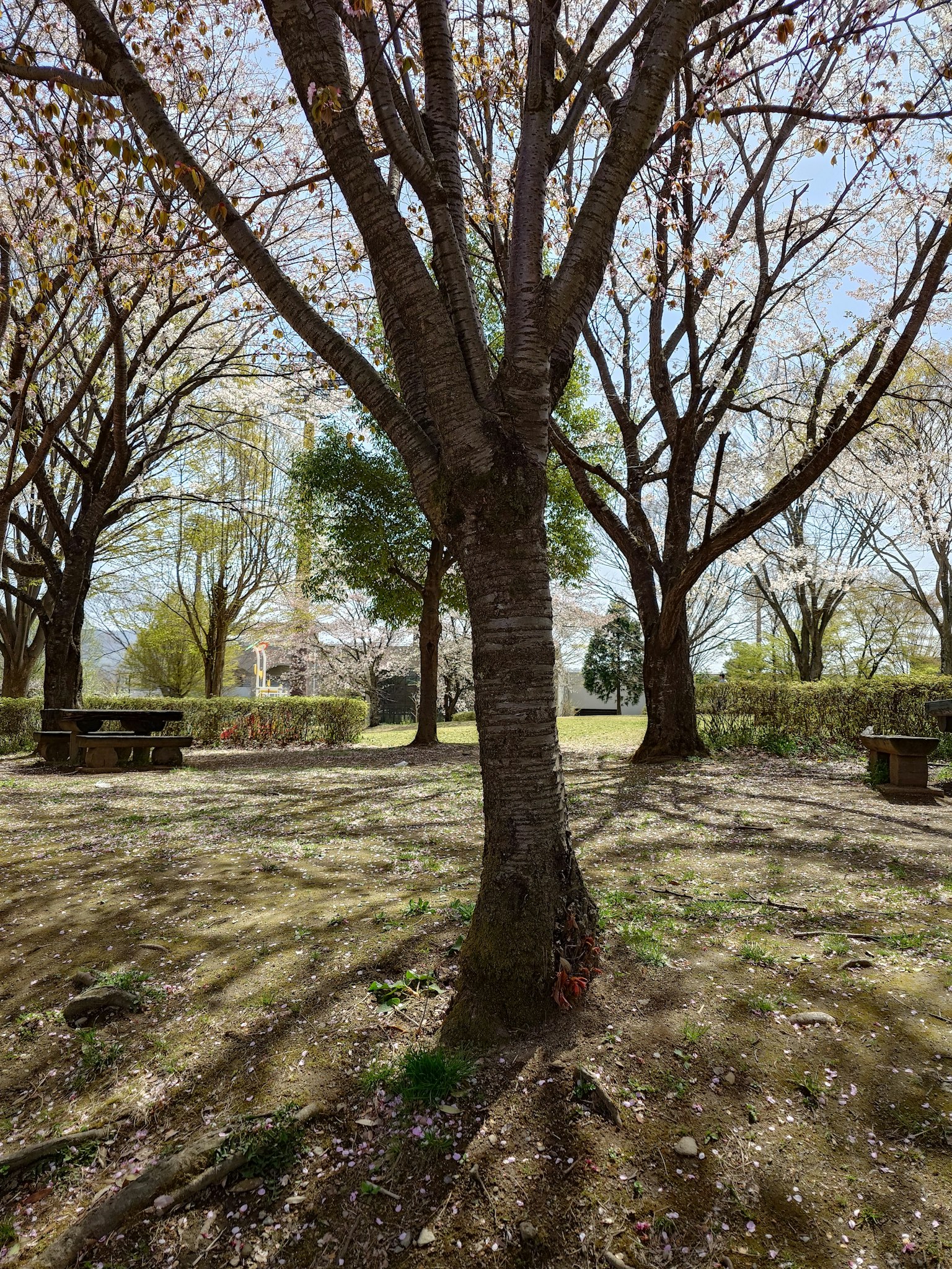 公园场景与樱花树和阴影