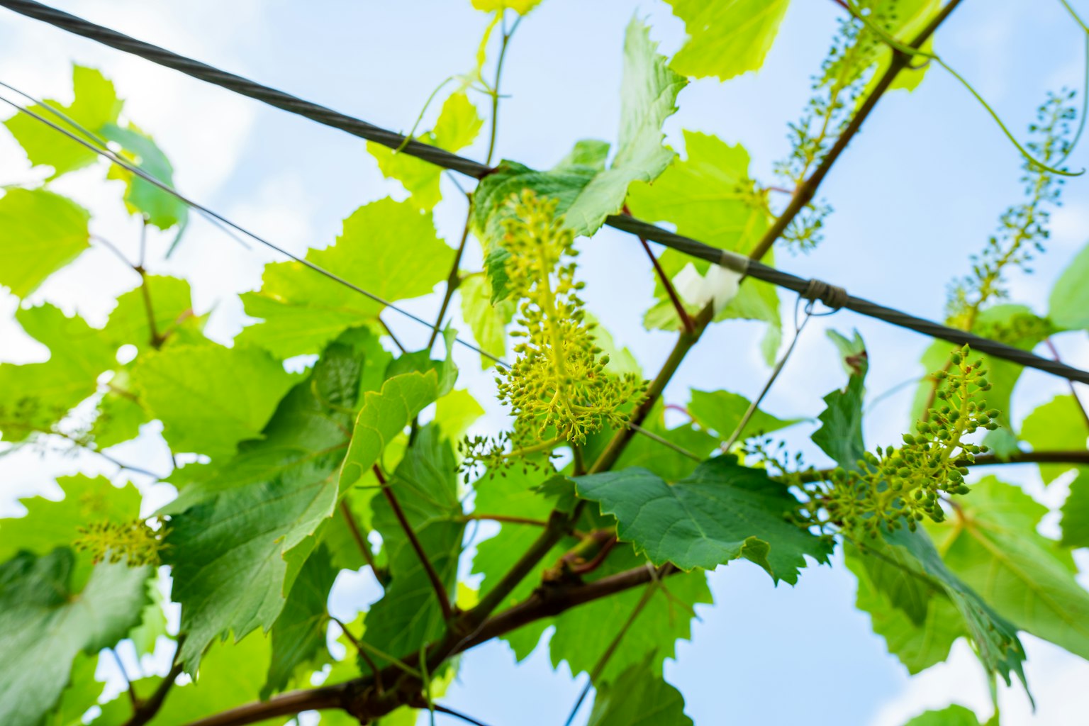 Green grape leaves and clusters under a blue sky