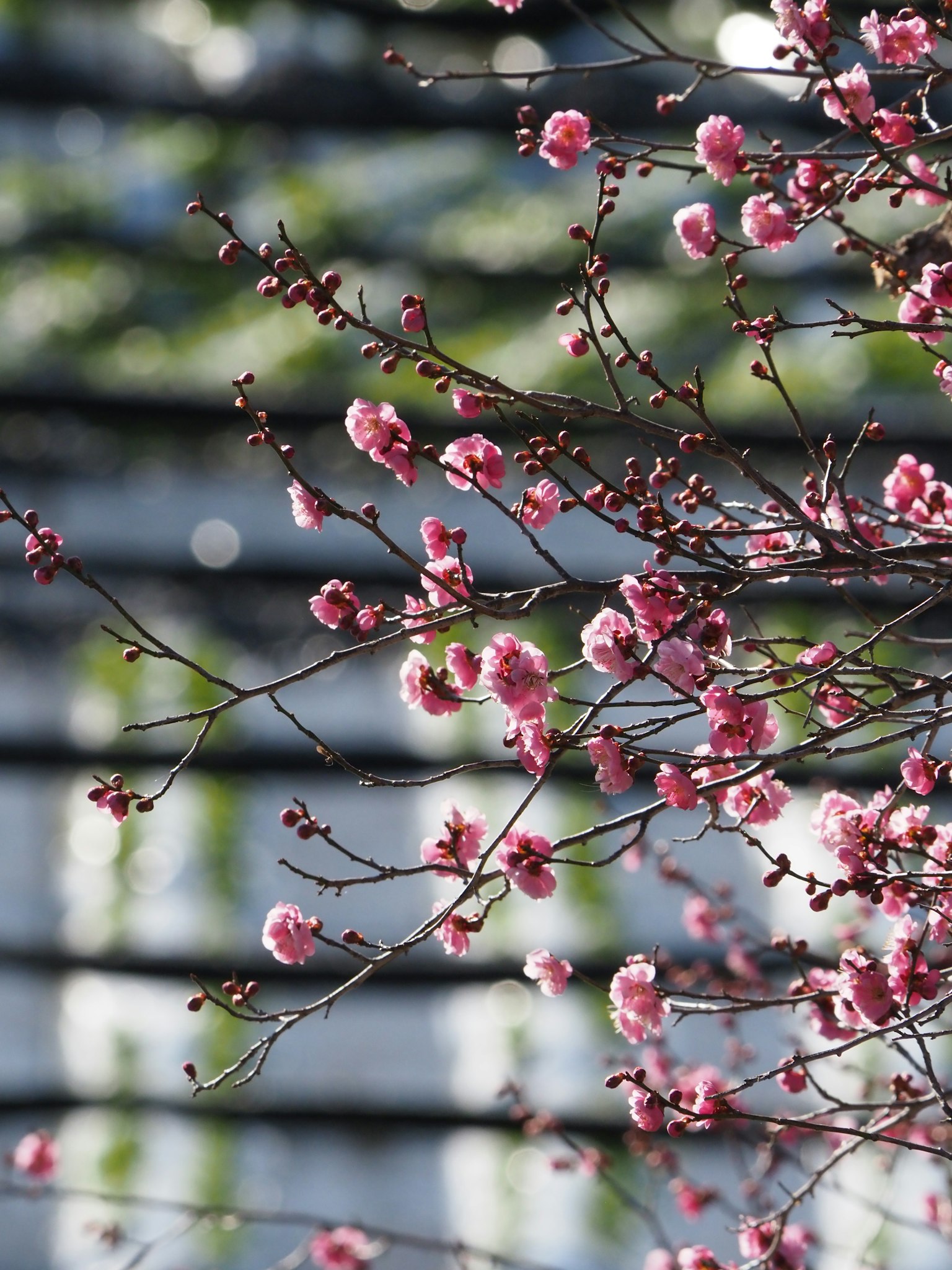 樱花枝的特写，粉色花朵与模糊的绿色背景
