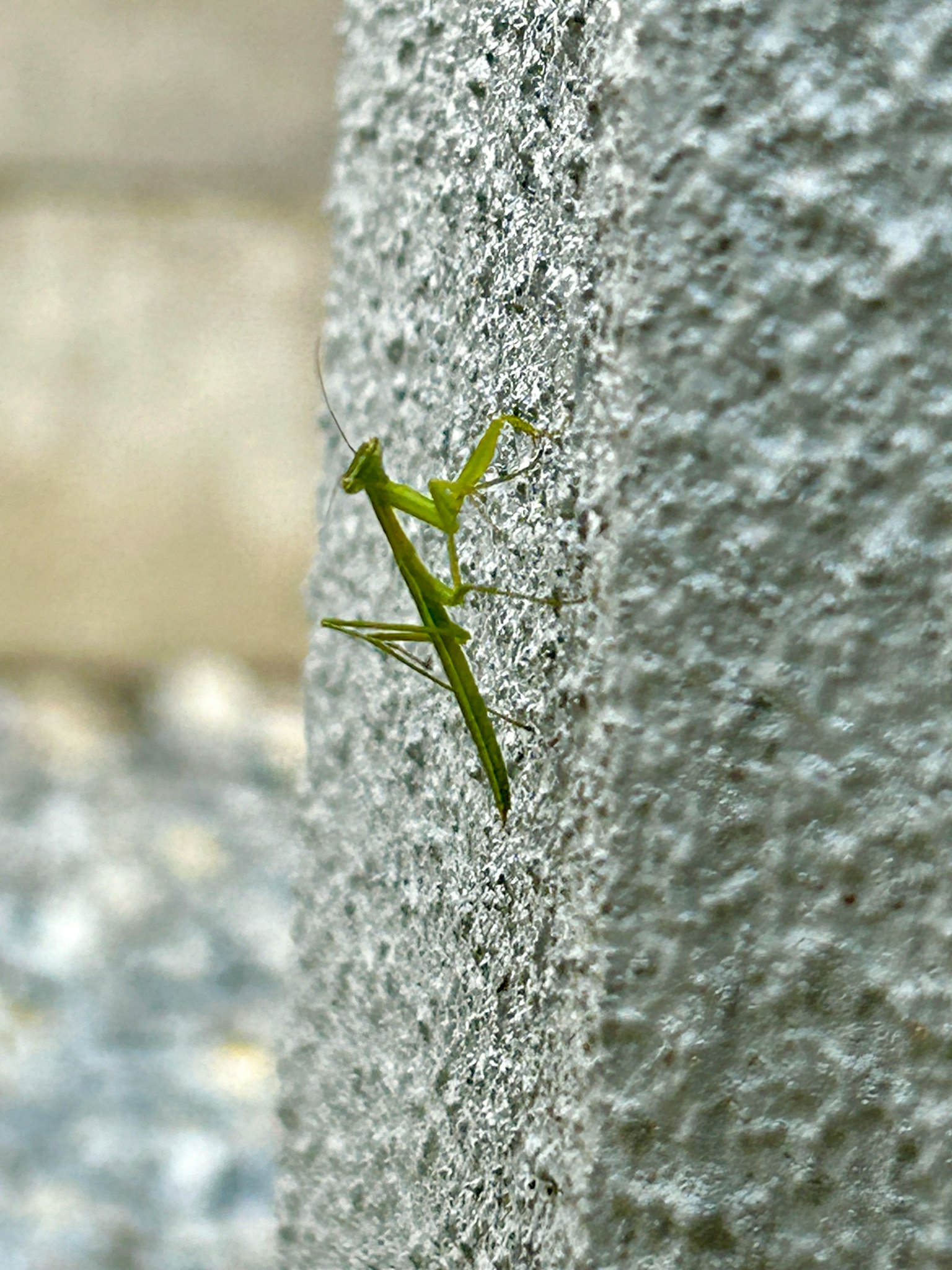 Eine grüne Gottesanbeterin an einer rauen grauen Wand