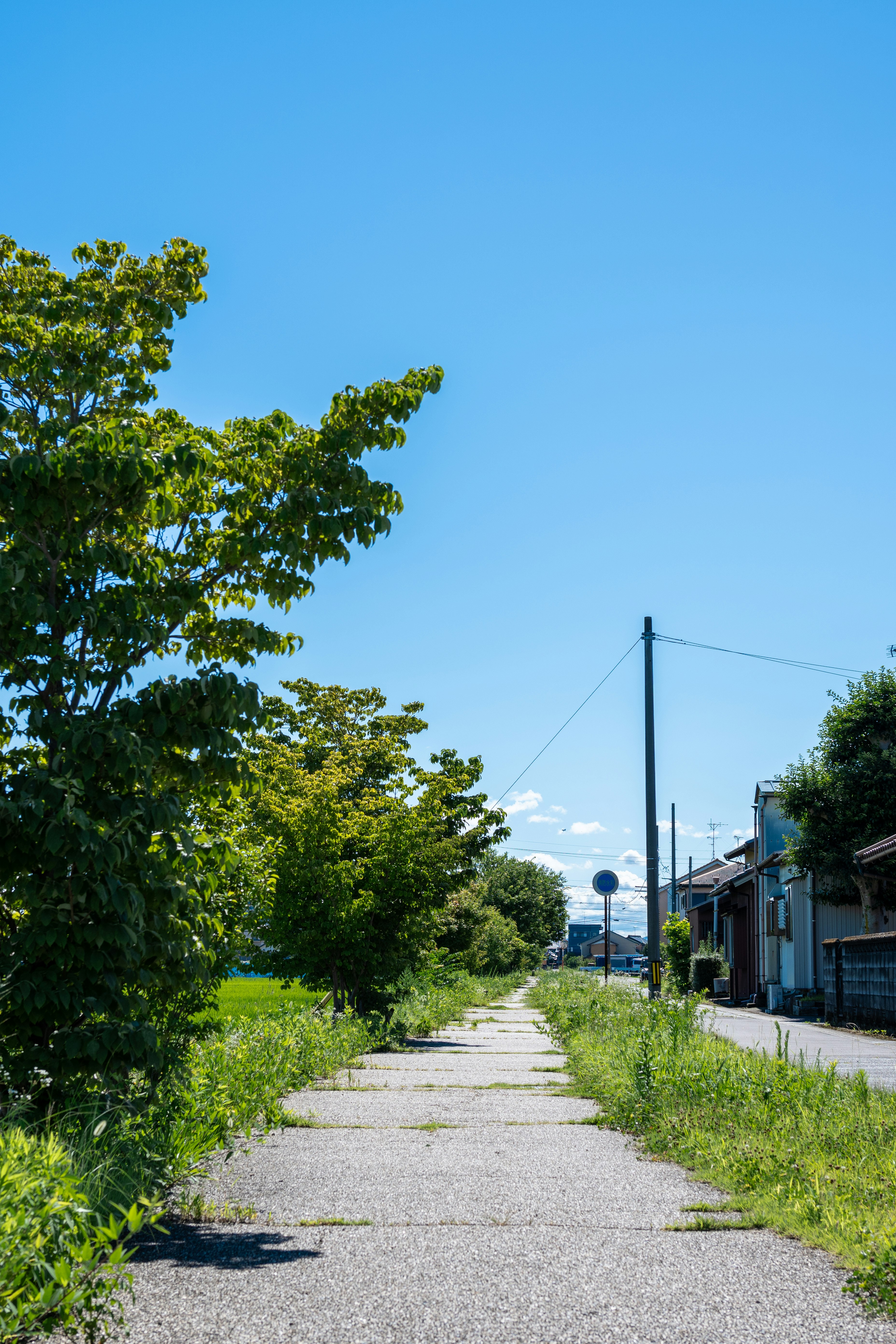 並木と草が生える田舎道の一本道