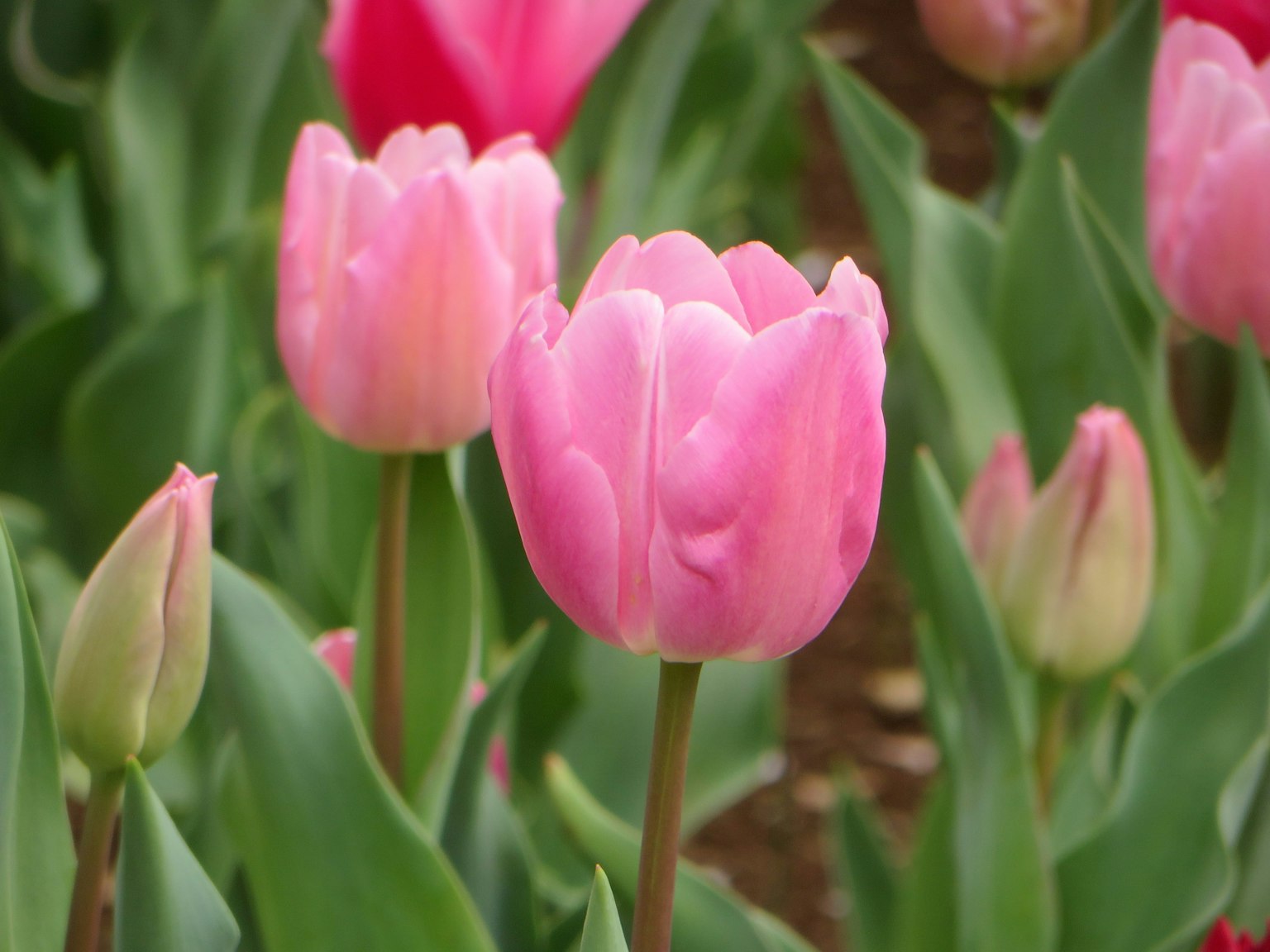 Eine lebendige rosa Tulpe sticht hervor in einem Garten voller bunter Tulpen mit üppigem grünem Laub