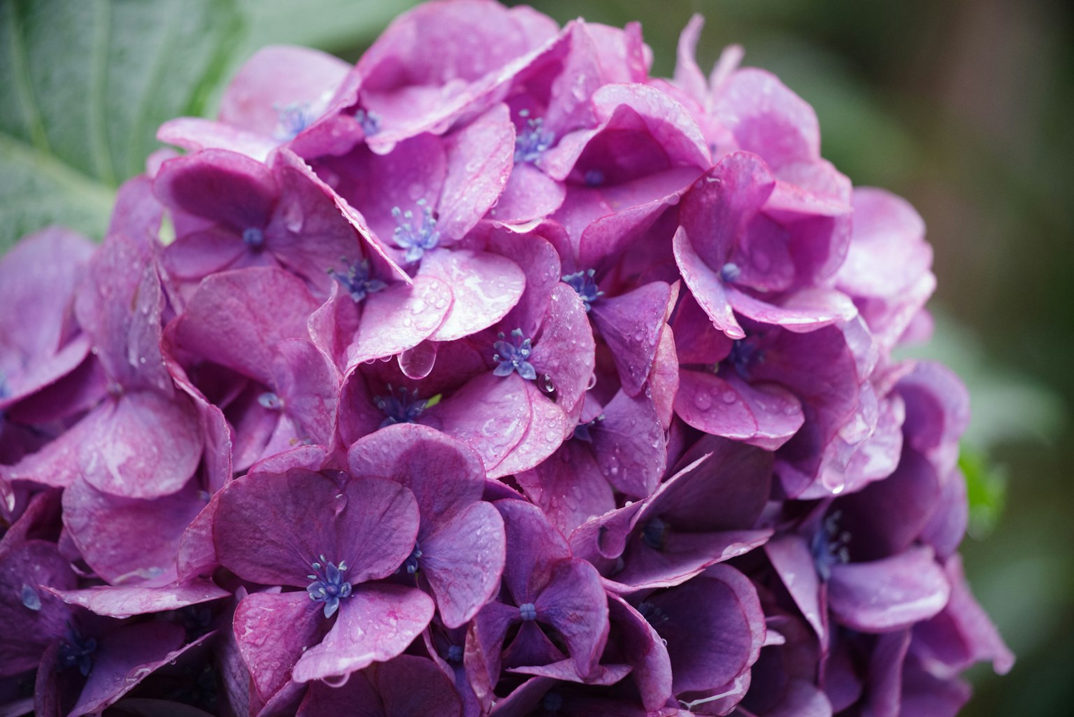 Gros plan de fleurs d'hortensia violettes avec des gouttes d'eau