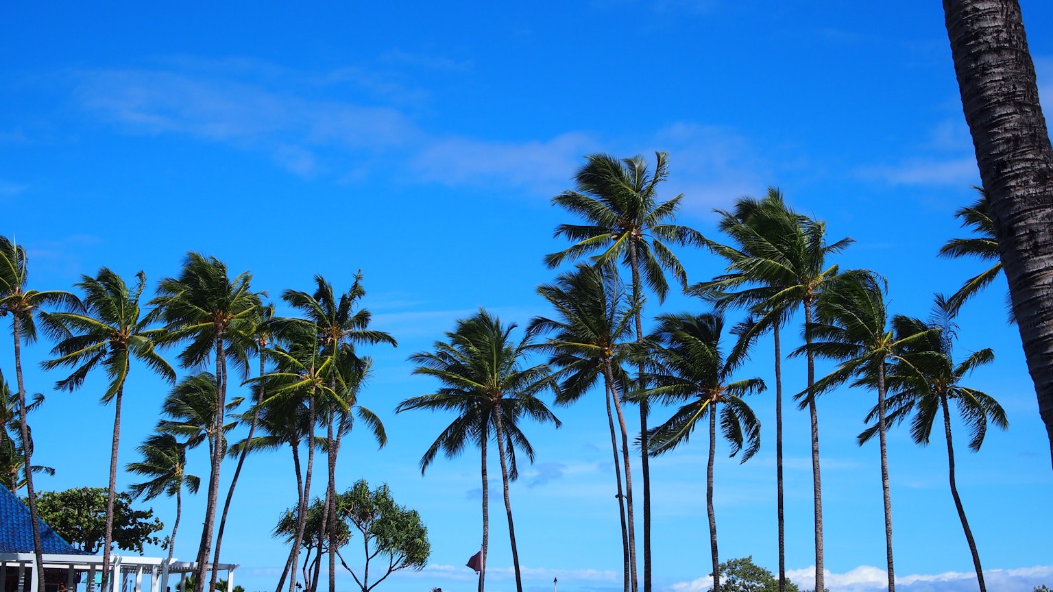 Pemandangan pantai dengan pohon kelapa di bawah langit biru yang cerah