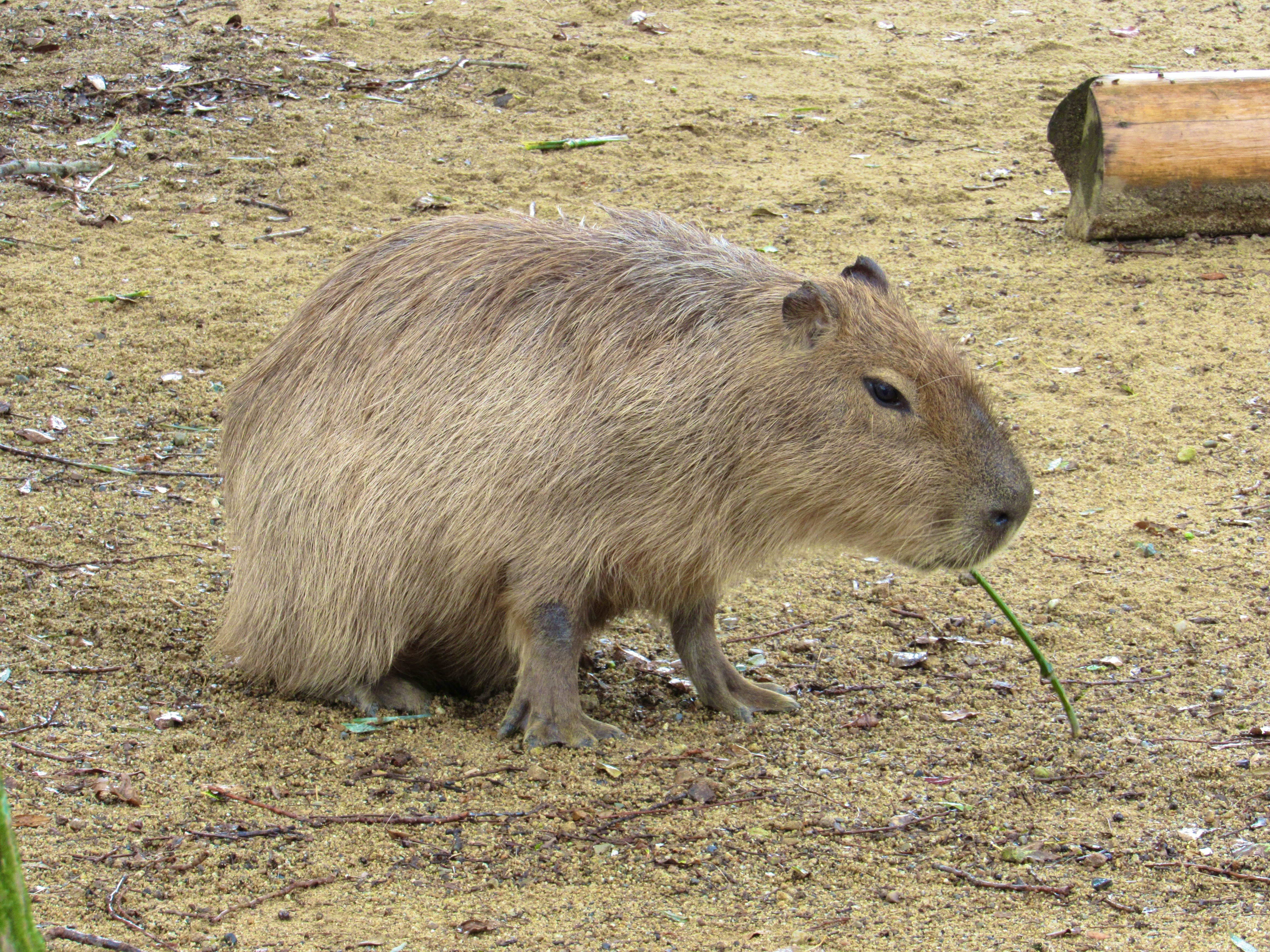 動物園の草地で草を食べるカピバラ