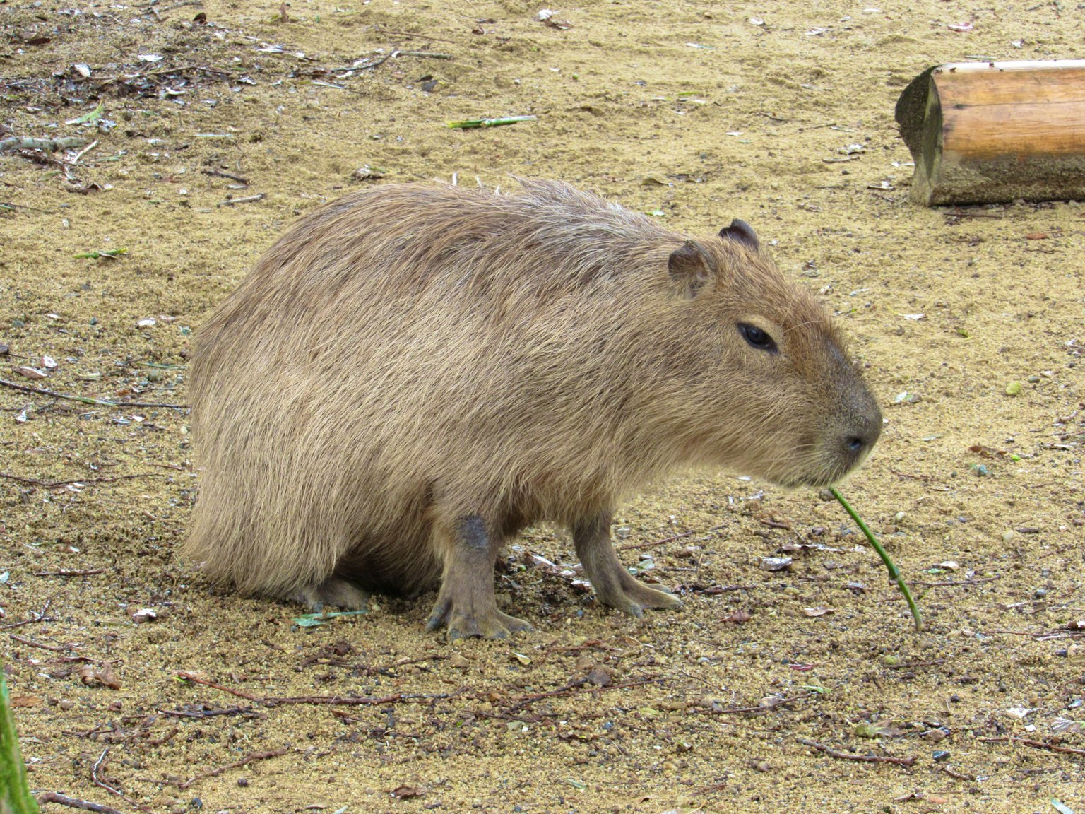 Capybara mangeant de l'herbe sur un sol sablonneux