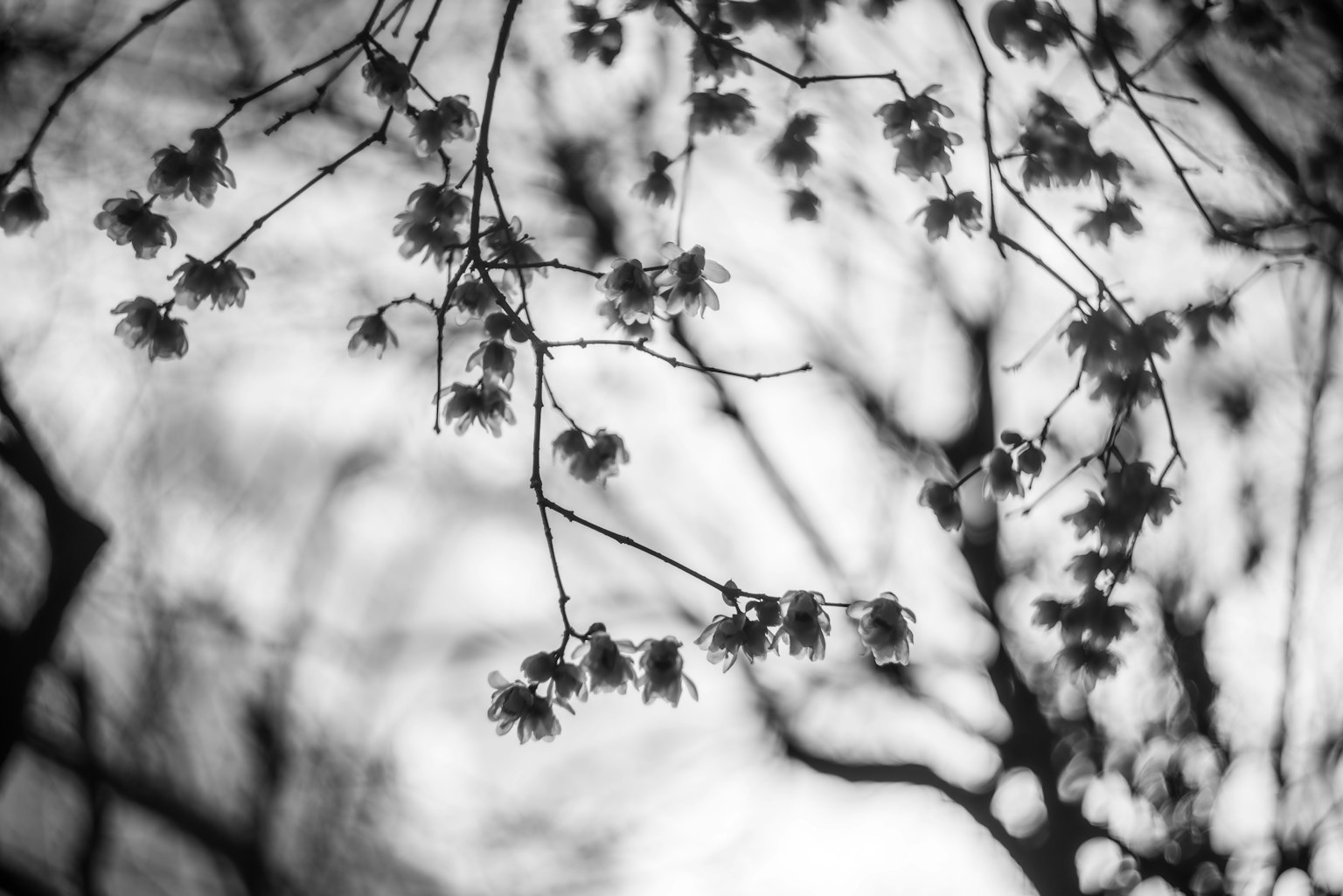 Primo piano di rami di ciliegio in bianco e nero con alberi sfocati sullo sfondo