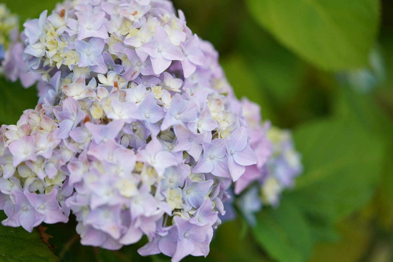 Gros plan d'une fleur d'hortensia violet pâle entourée de feuilles vertes
