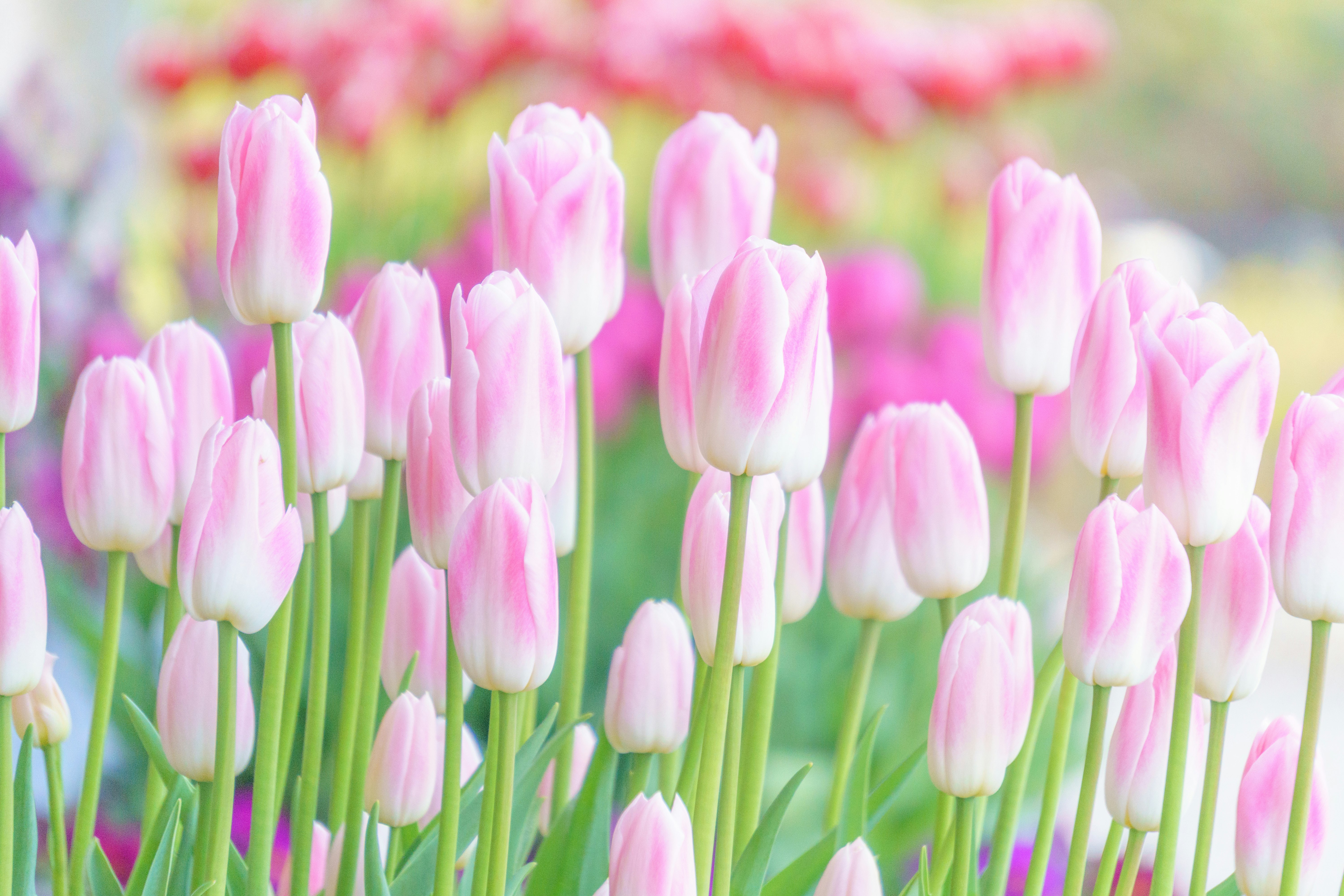 Field of pale pink tulips in bloom with blurred background
