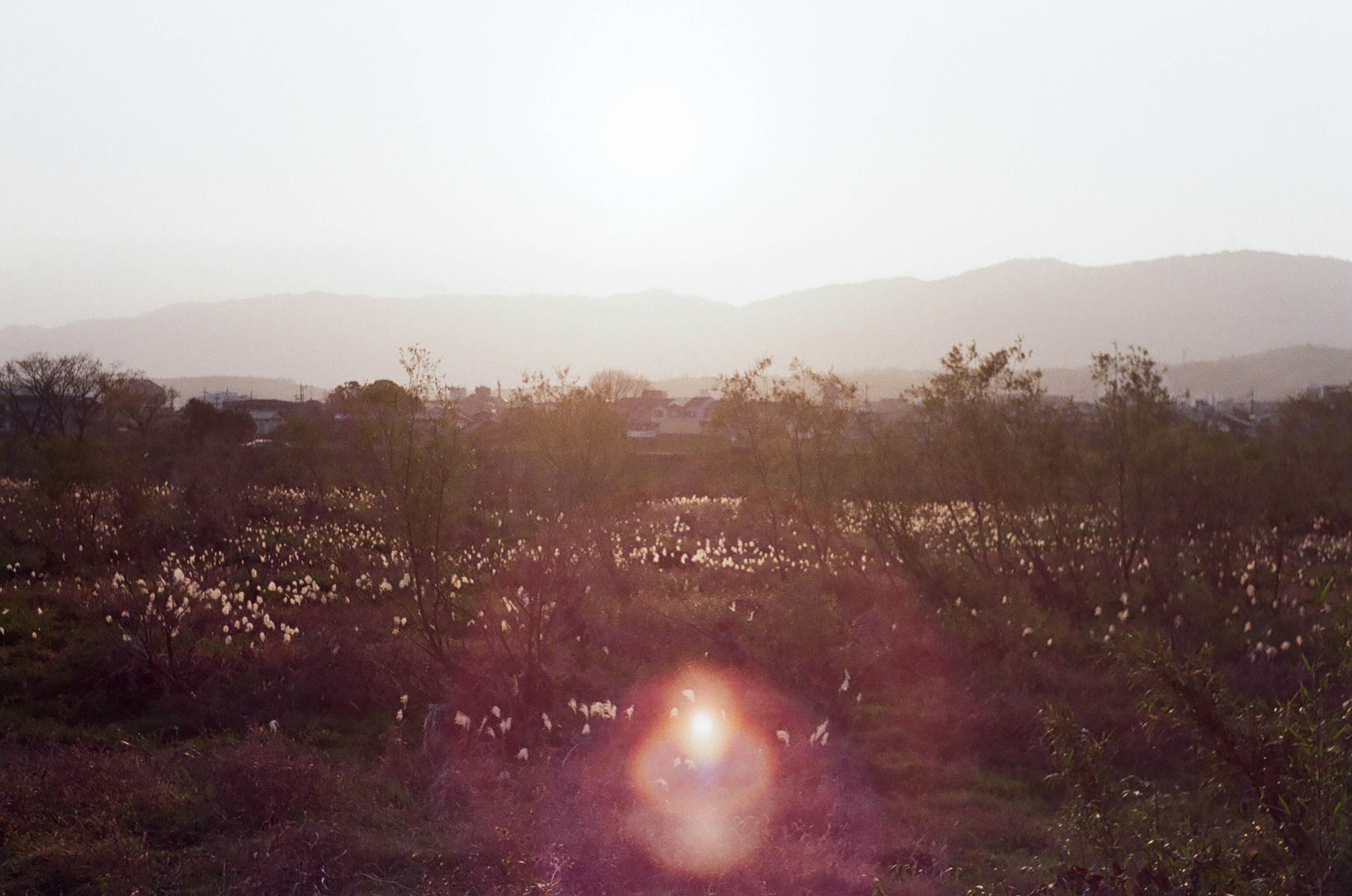 霧のかかった丘陵と木々の夕暮れ風景