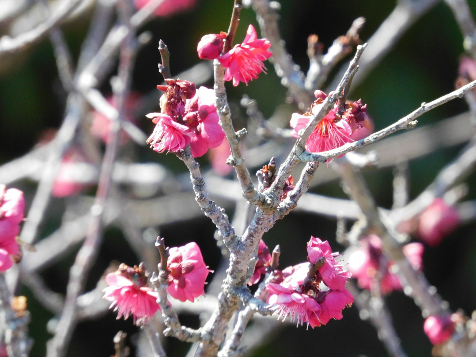 Gros plan de branches avec des fleurs roses en fleurs
