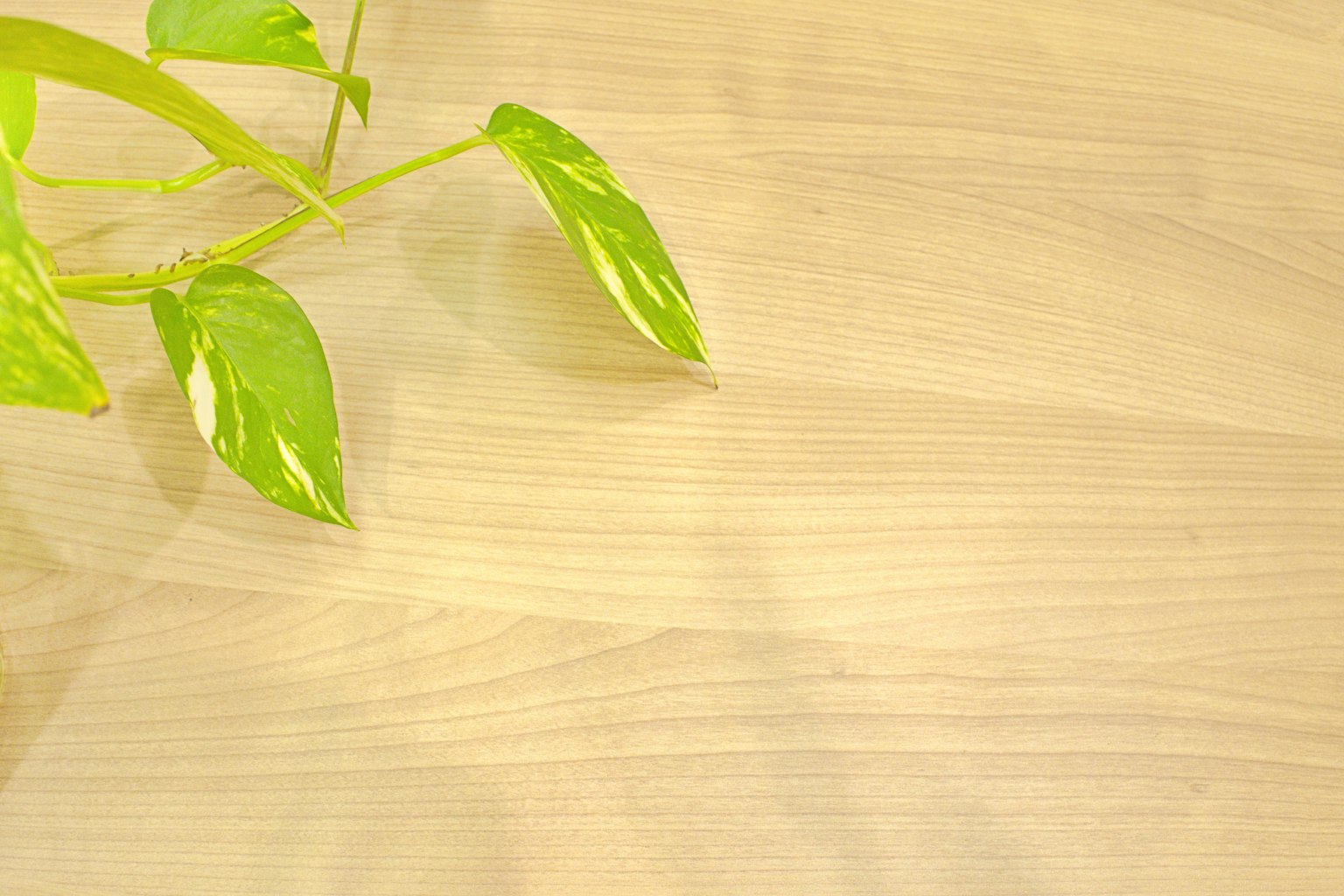 A green plant with distinctive leaves on a wooden table surface