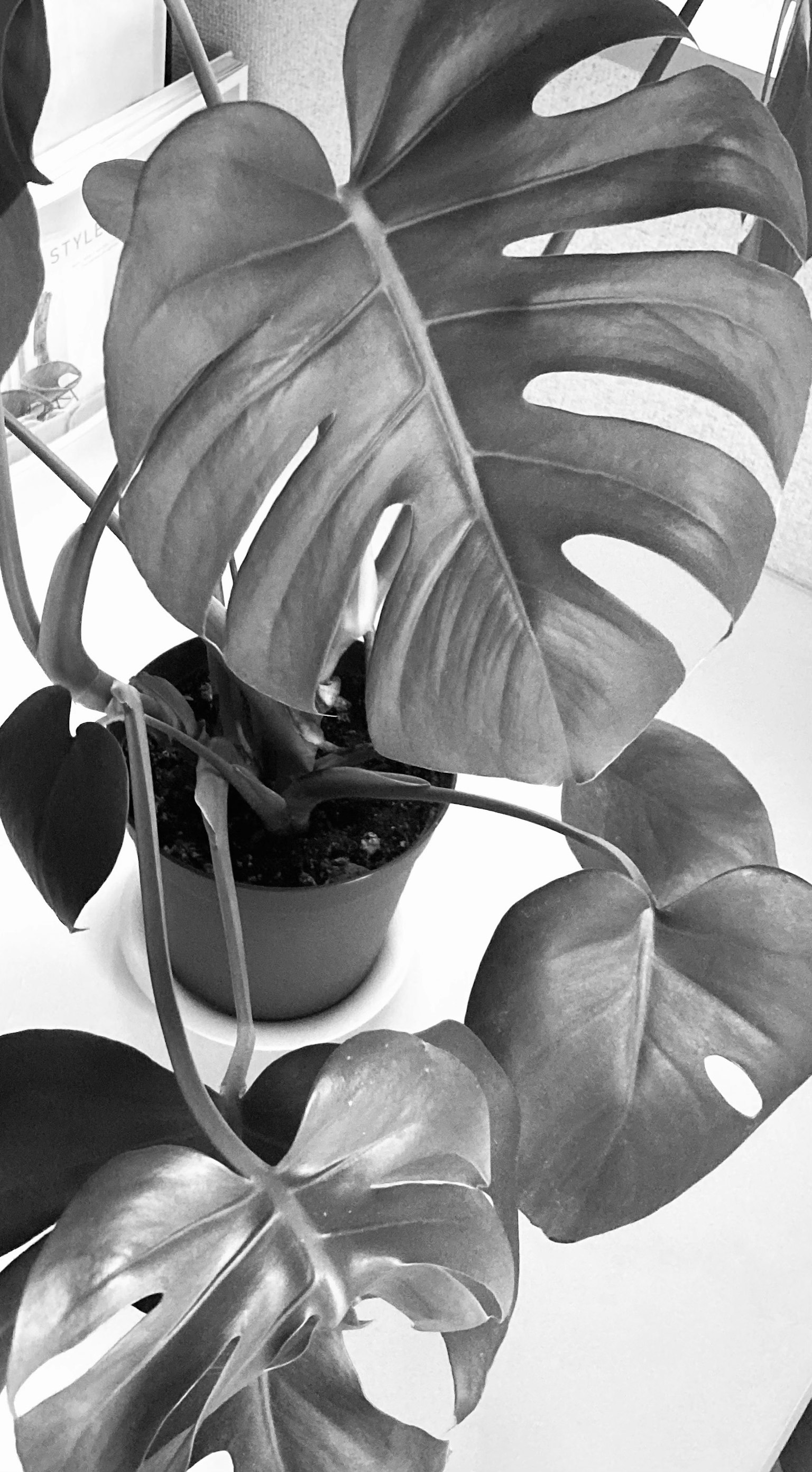 Plante Monstera avec des feuilles distinctives en monochrome
