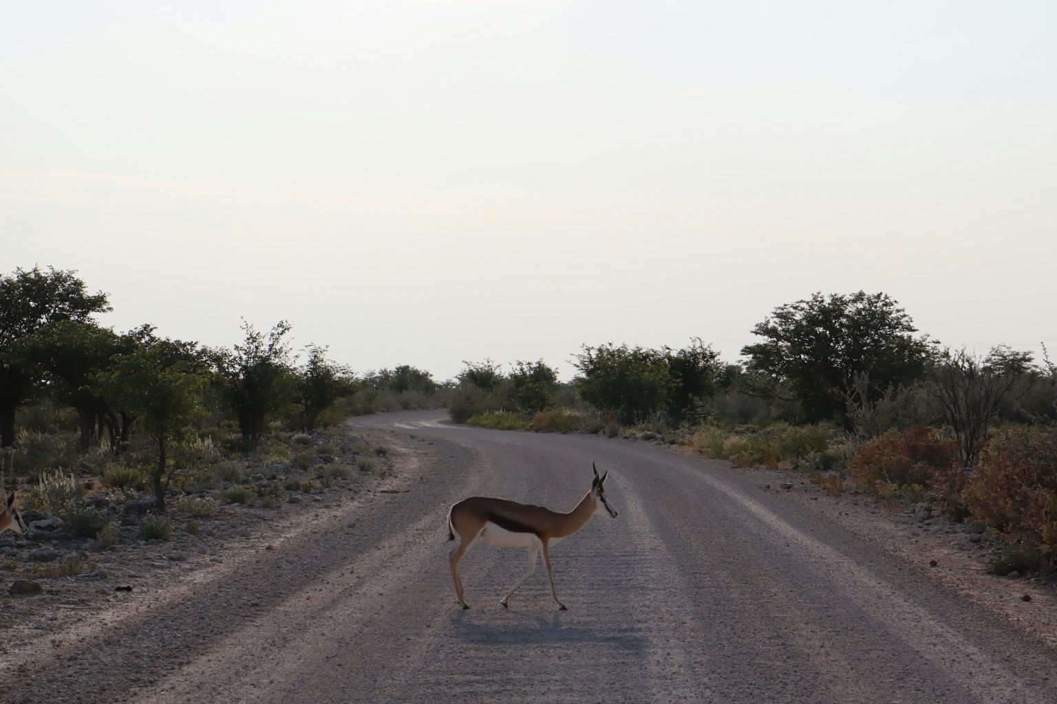 An antelope crossing a dirt road surrounded by sparse vegetation