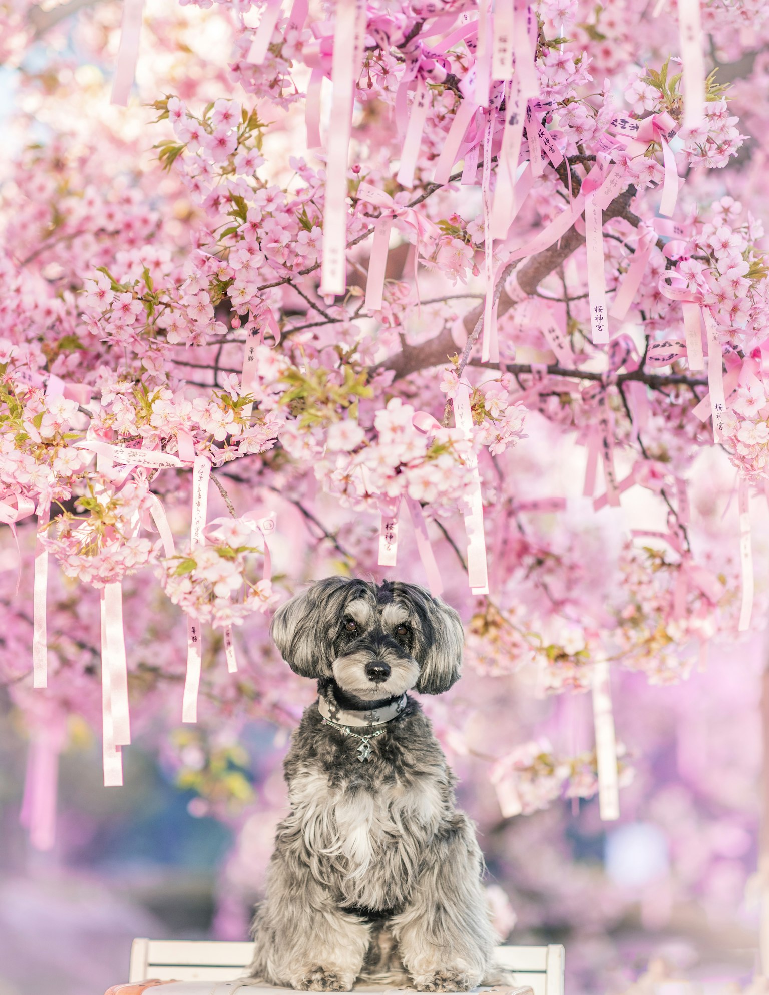 Cane carino seduto sotto un albero di ciliegio in fiore