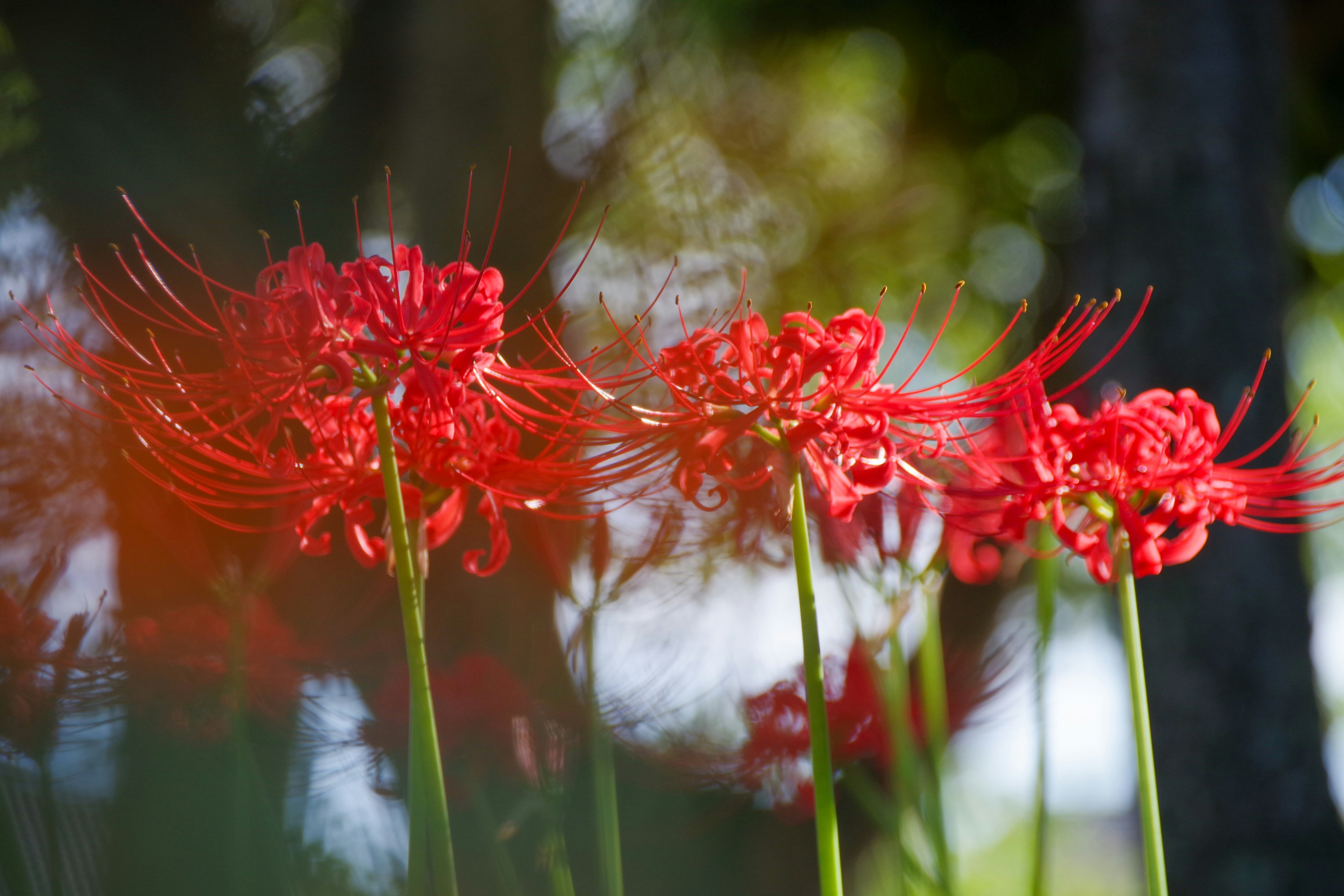 赤い彼岸花が並ぶ花畑のボケ背景