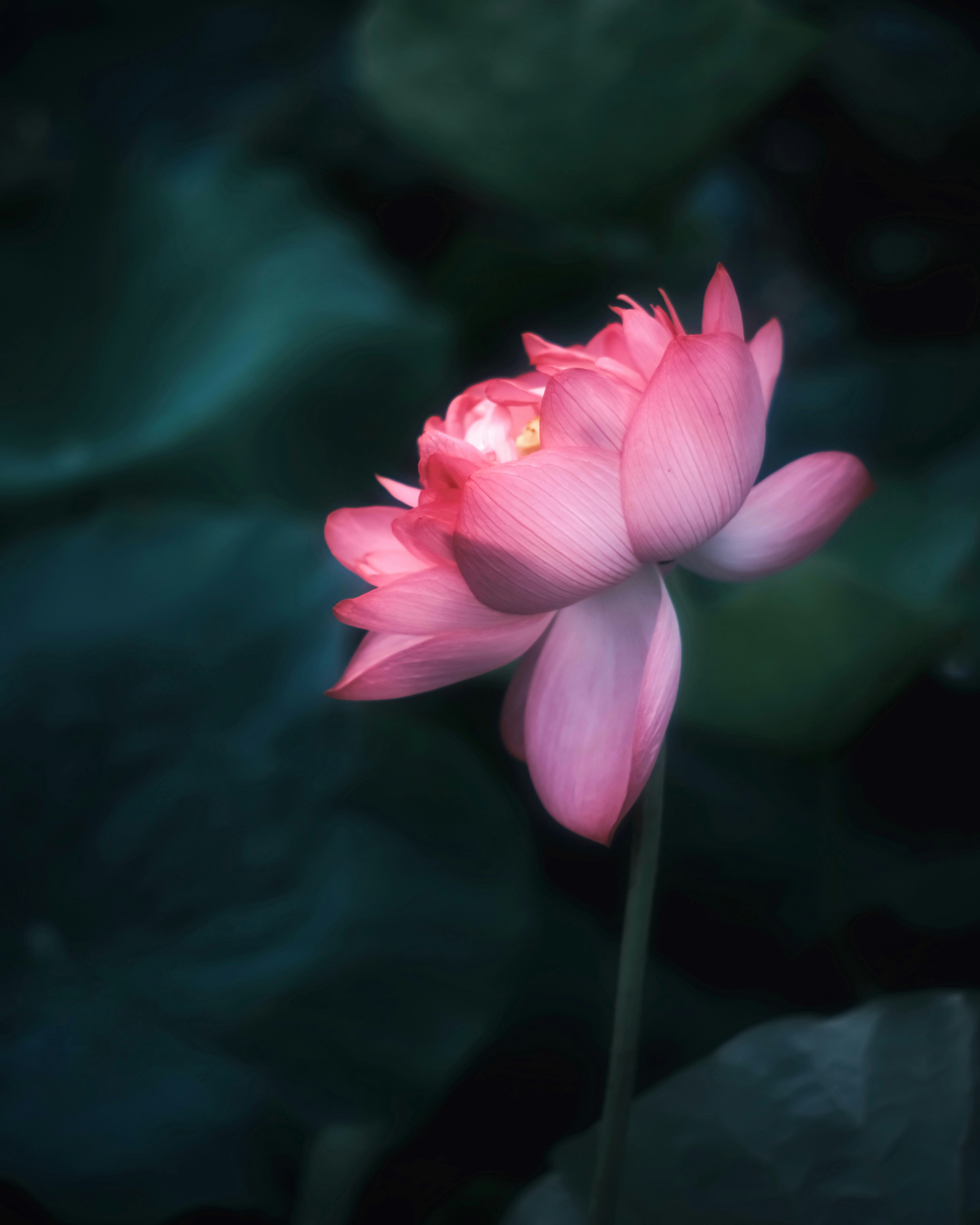 ピンクの蓮の花が咲く水辺の静かな雰囲気