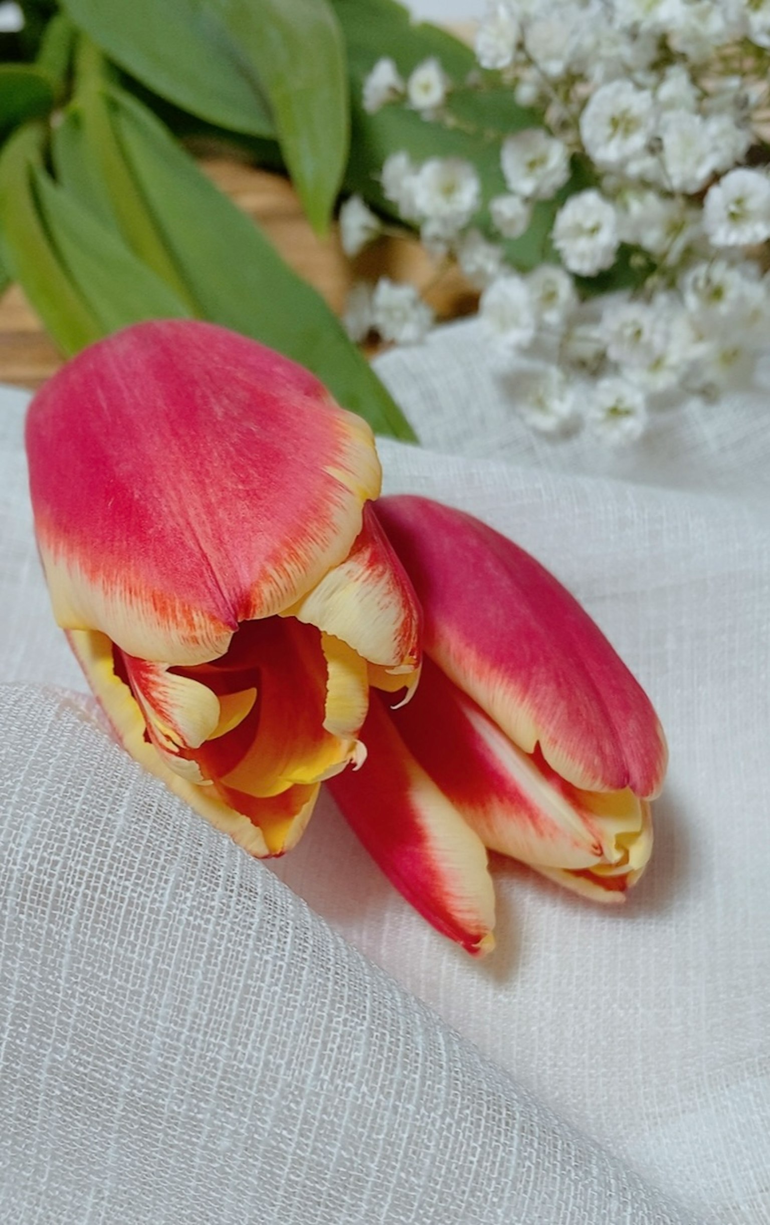 Rosa und cremefarbene Tulpenblüten auf weißem Leinenstoff