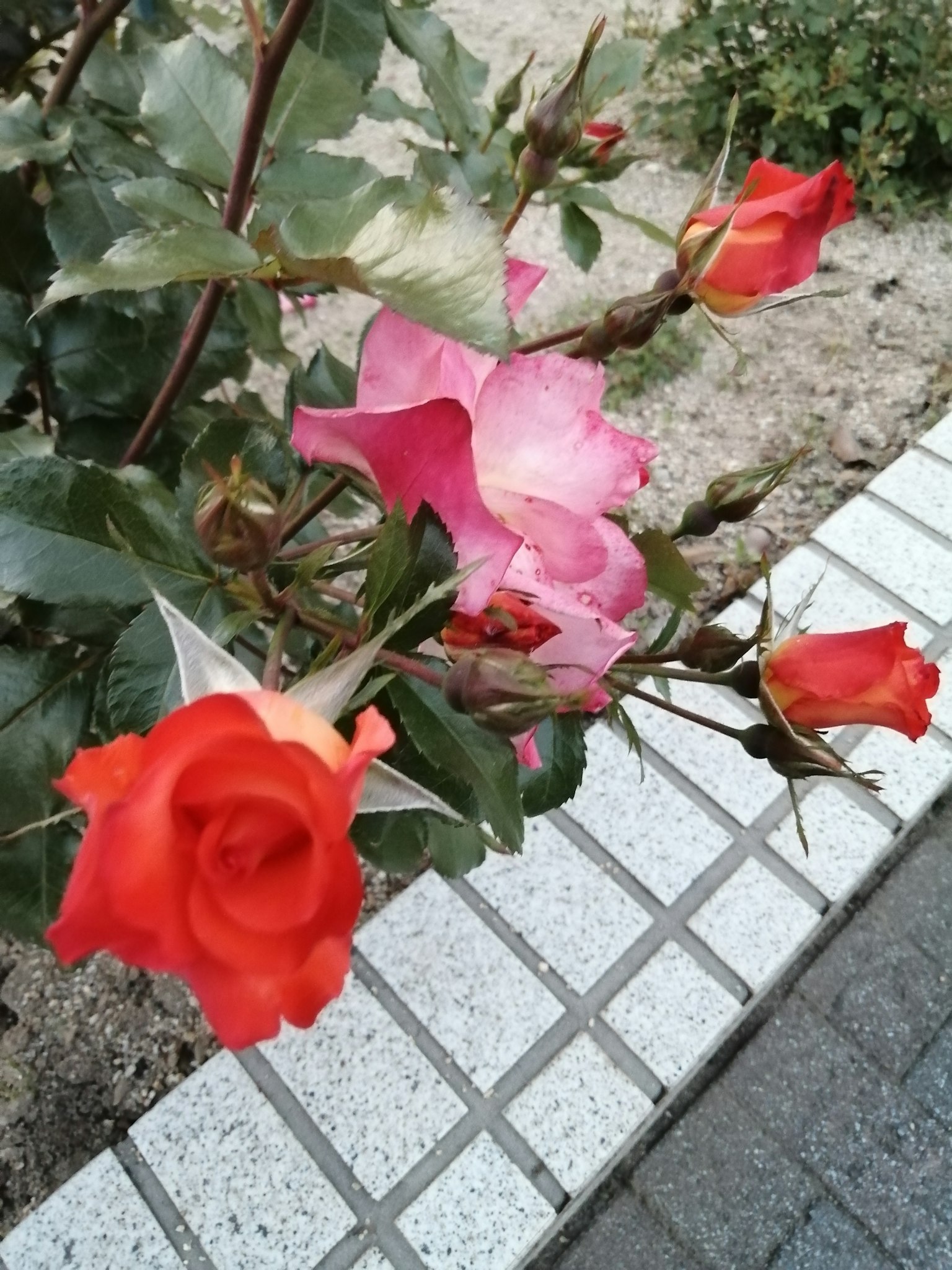 Fiori di rose rosse e rosa vibranti in fiore