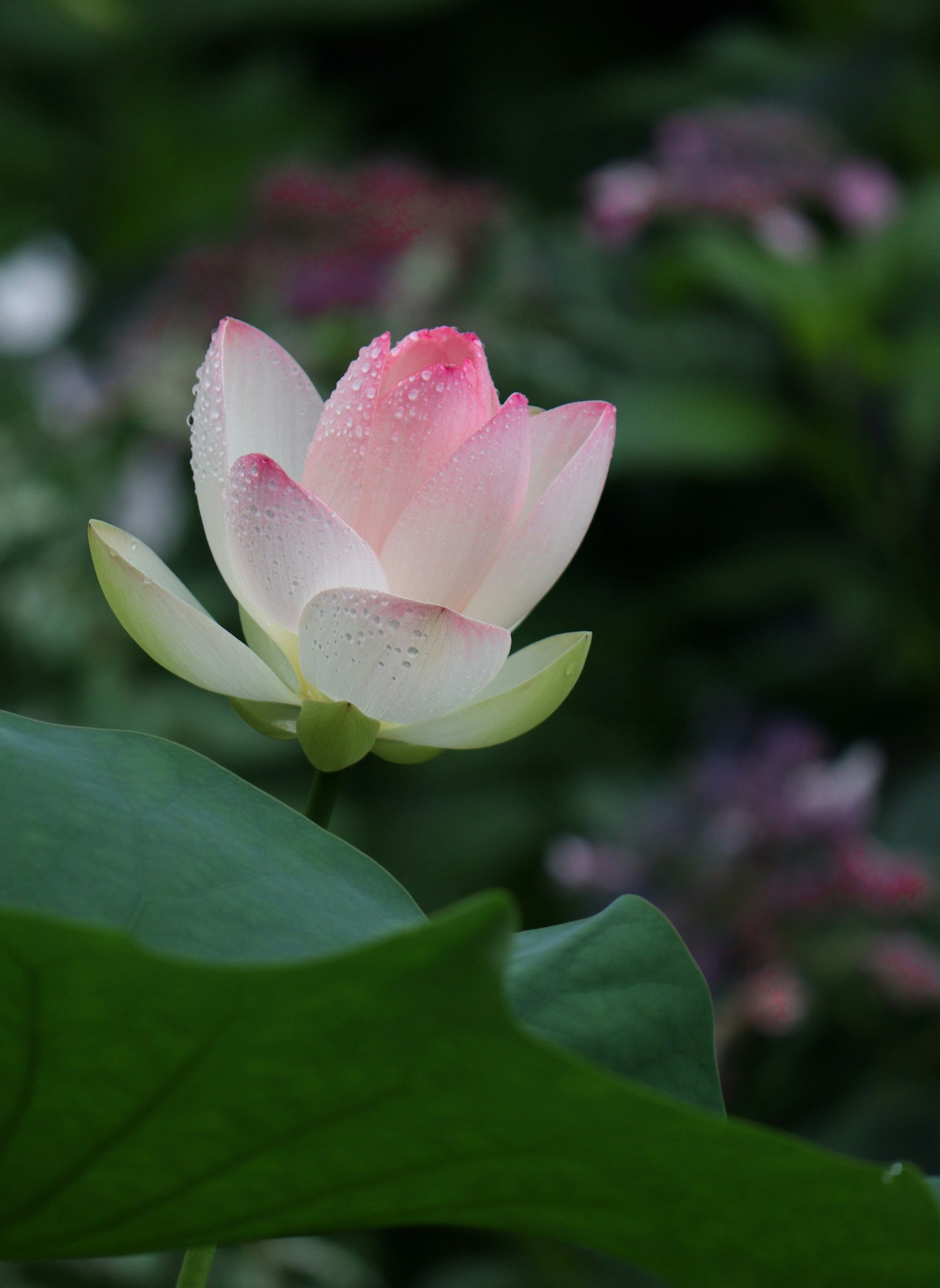 아름다운 연꽃이 녹색 배경에서 피어납니다