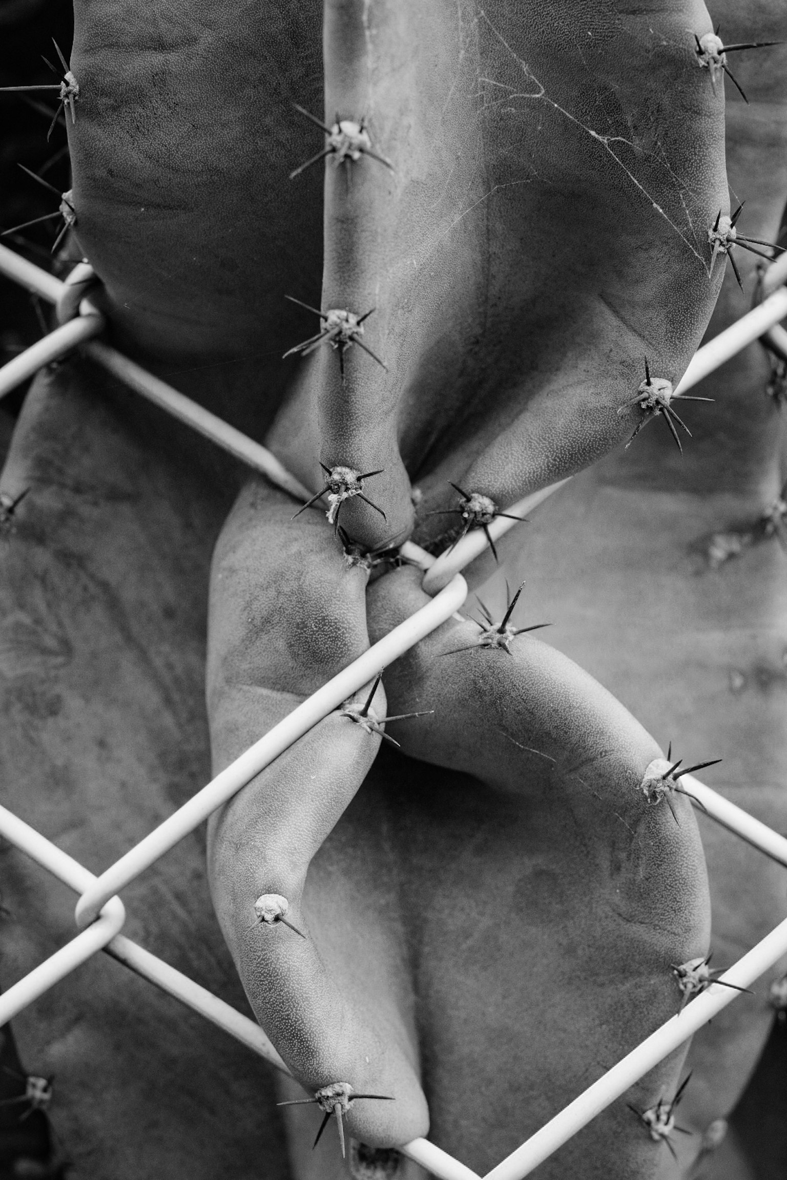 Feuilles de cactus entrelacées avec une clôture en noir et blanc