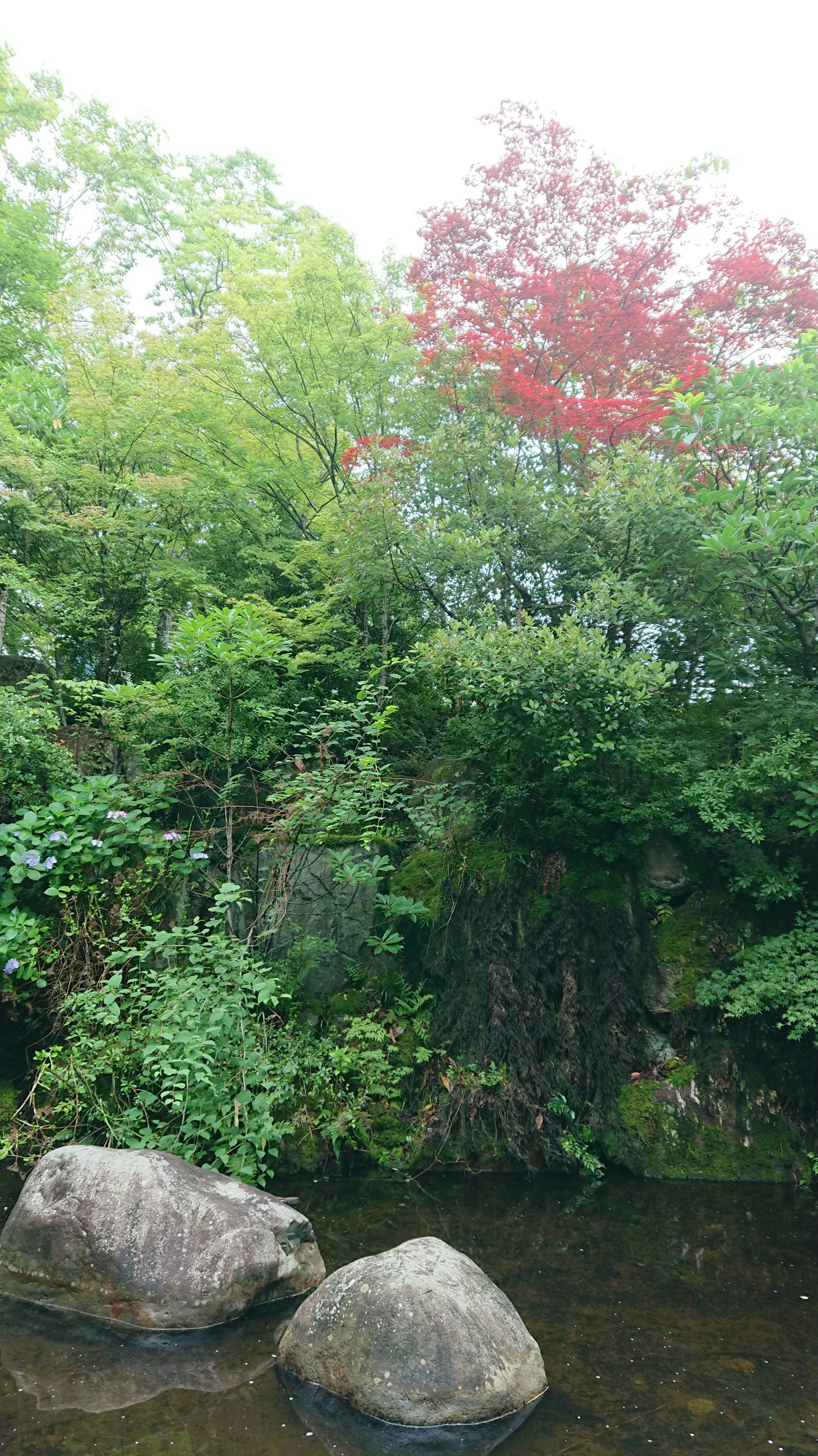 Arbres verts luxuriants avec un arbre à feuilles rouges au bord d'une eau tranquille